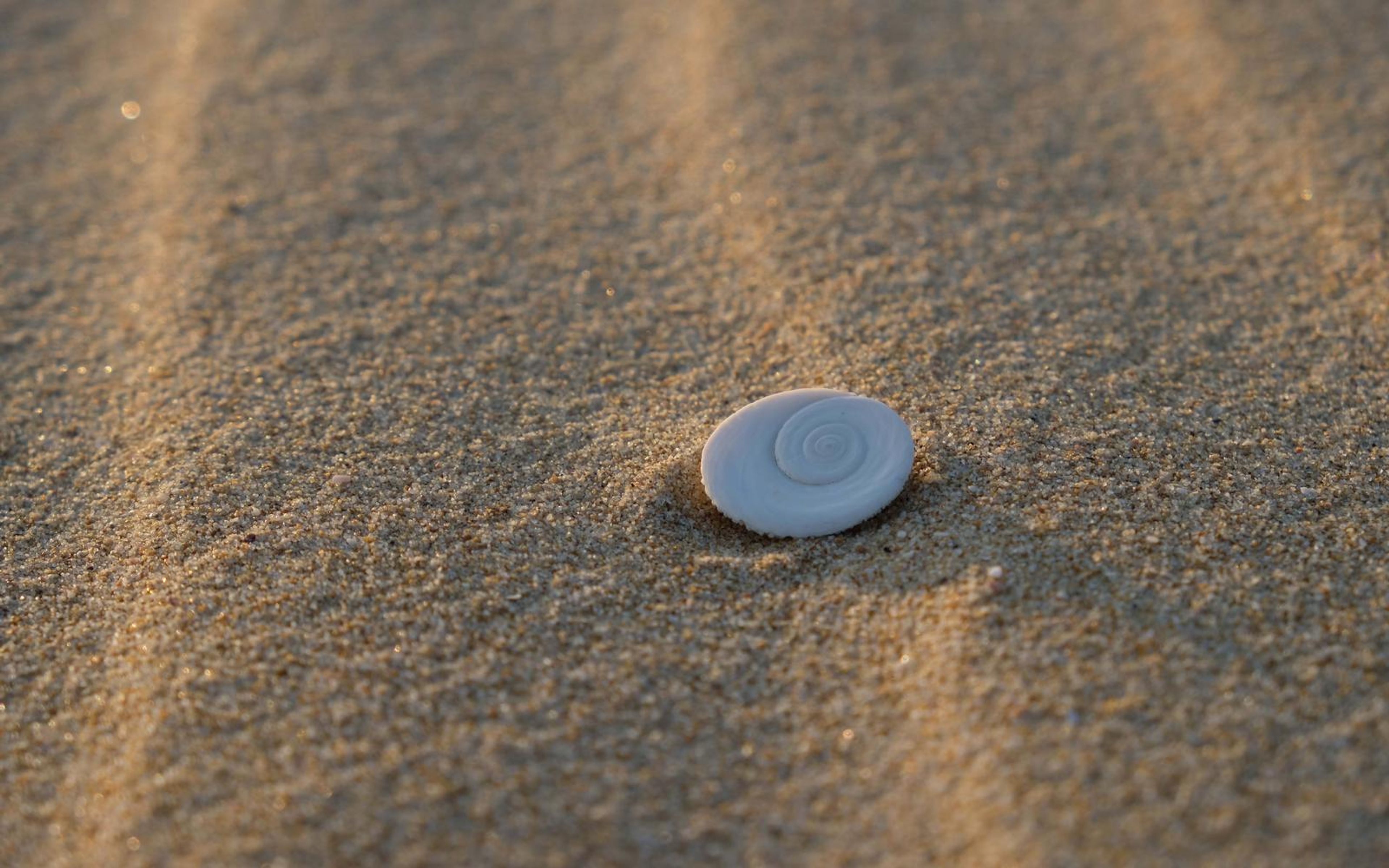 White spiral shell on ripples of coarse golden sand in close detail