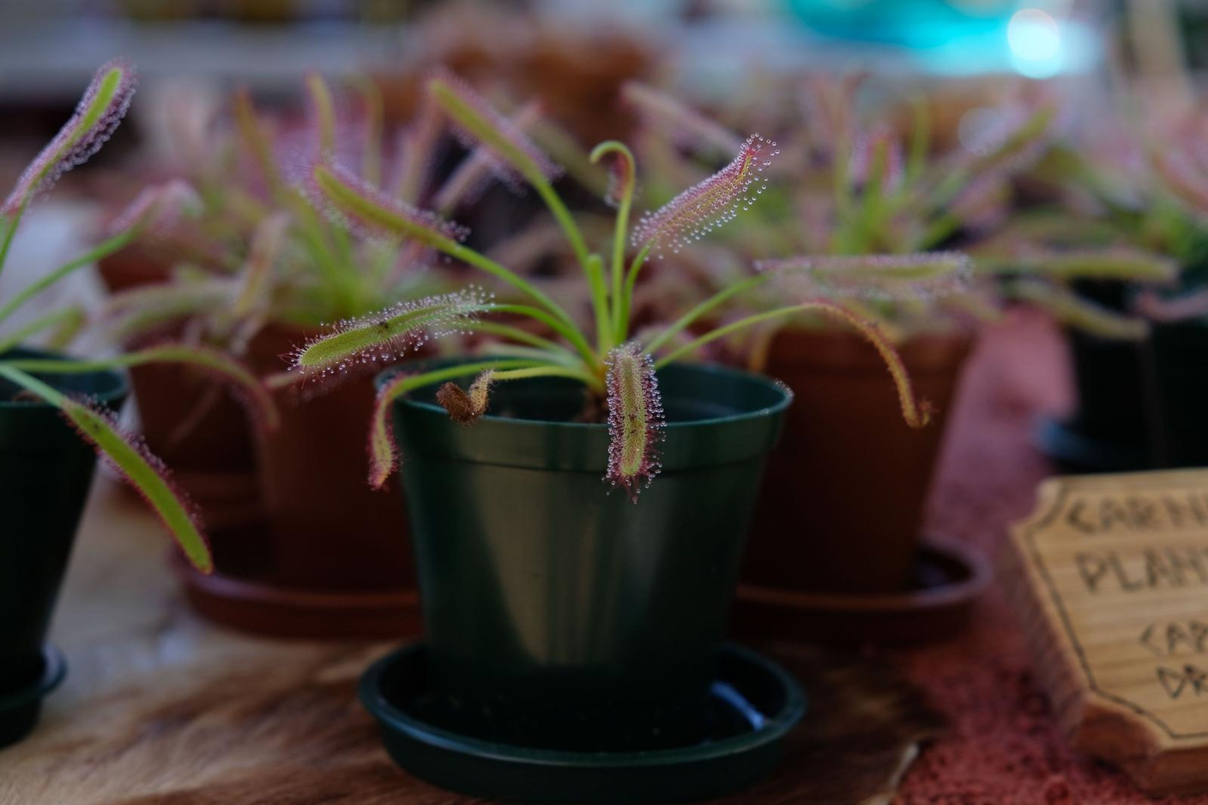 Potted carnivorous sundew plants beside a hand-lettered Carnivorous Plants sign