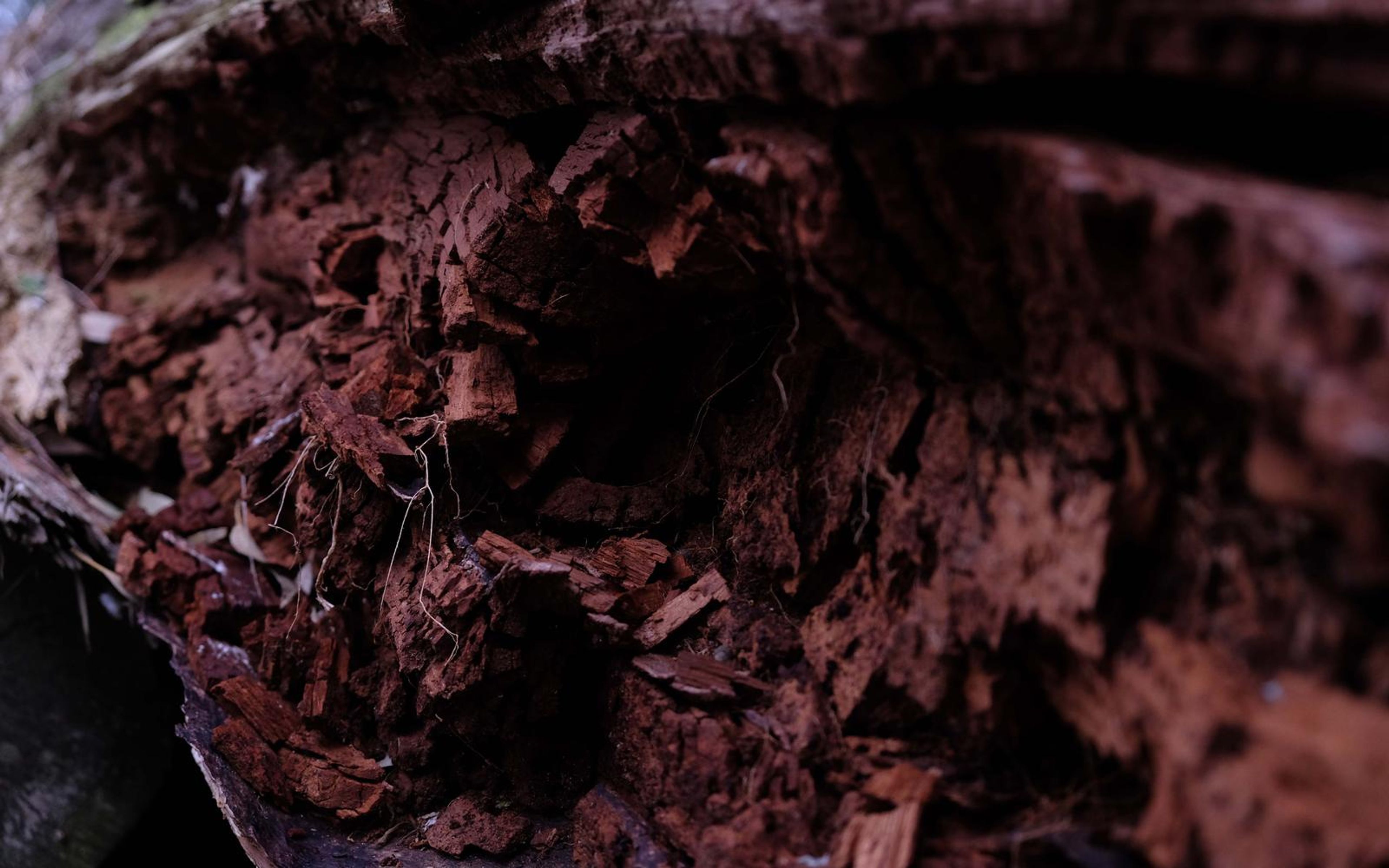 Hollow of a decayed log with fragmented red-brown wood and fine roots in shadow