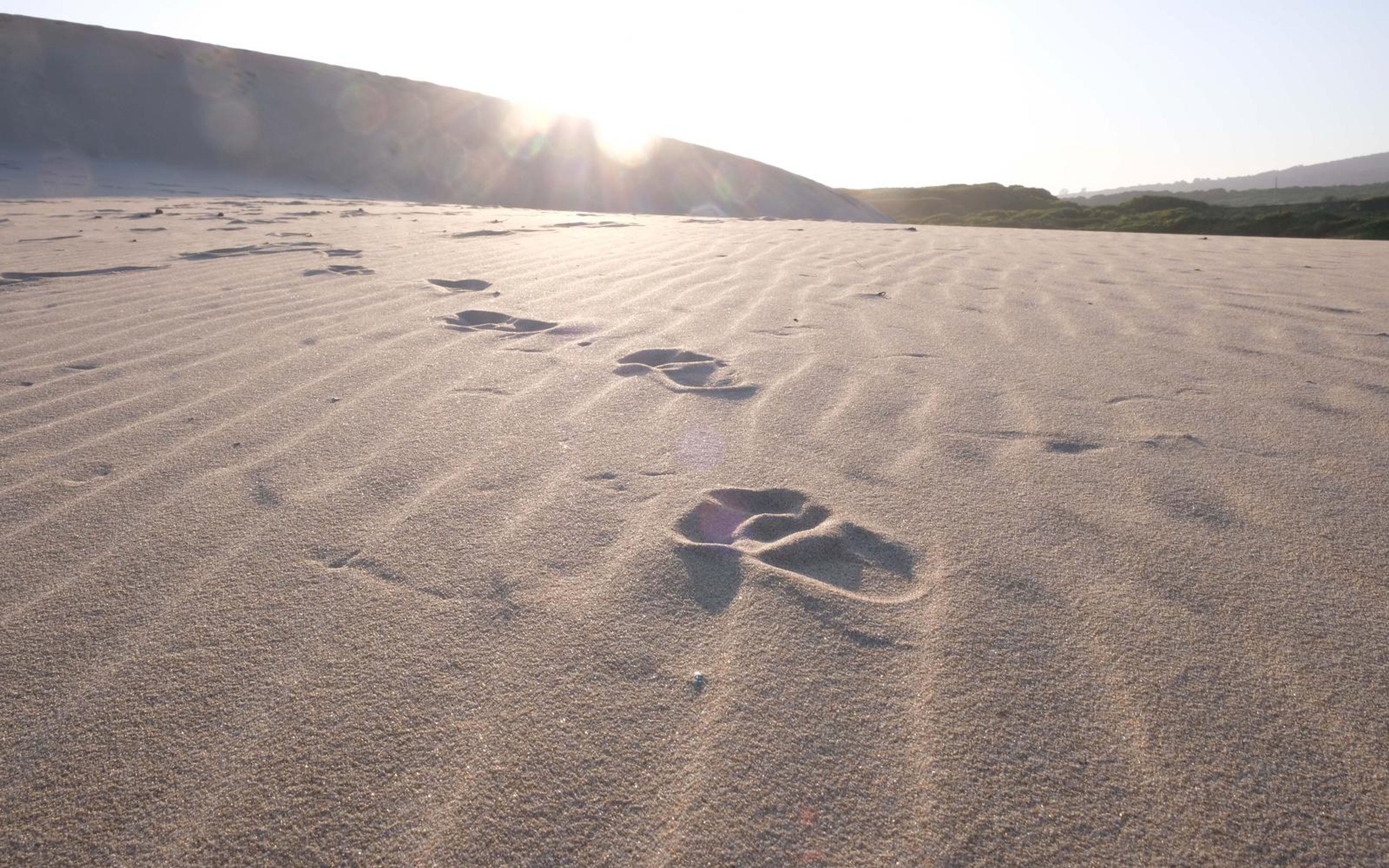 Footprints trailing across rippled sand toward a sunlit dune ridge