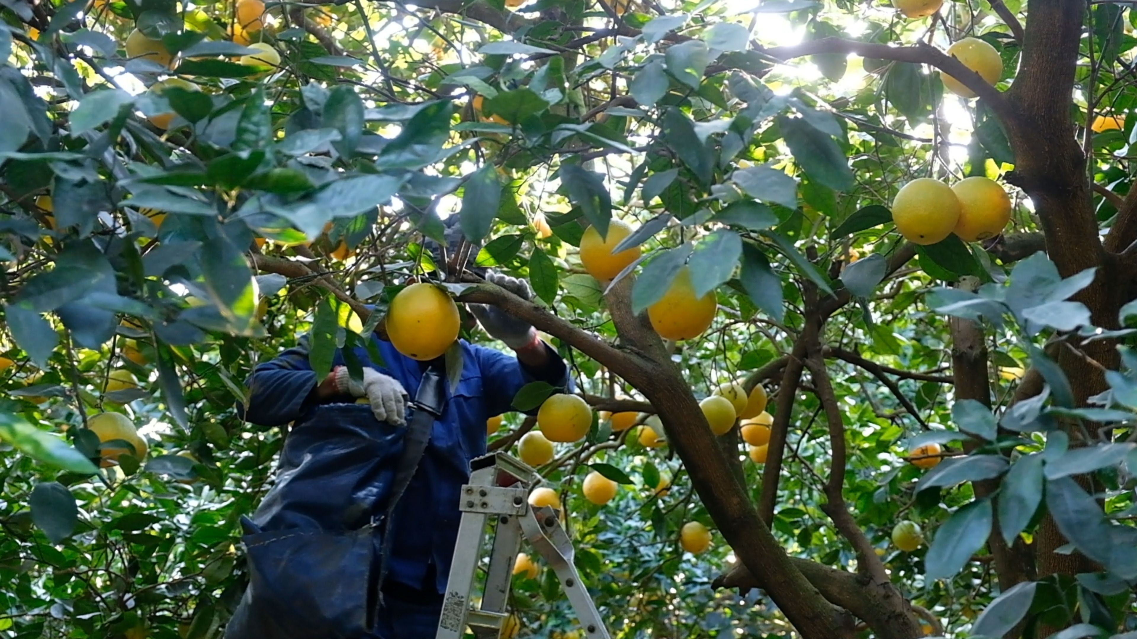 Picker on a ladder harvesting lemons from a tree