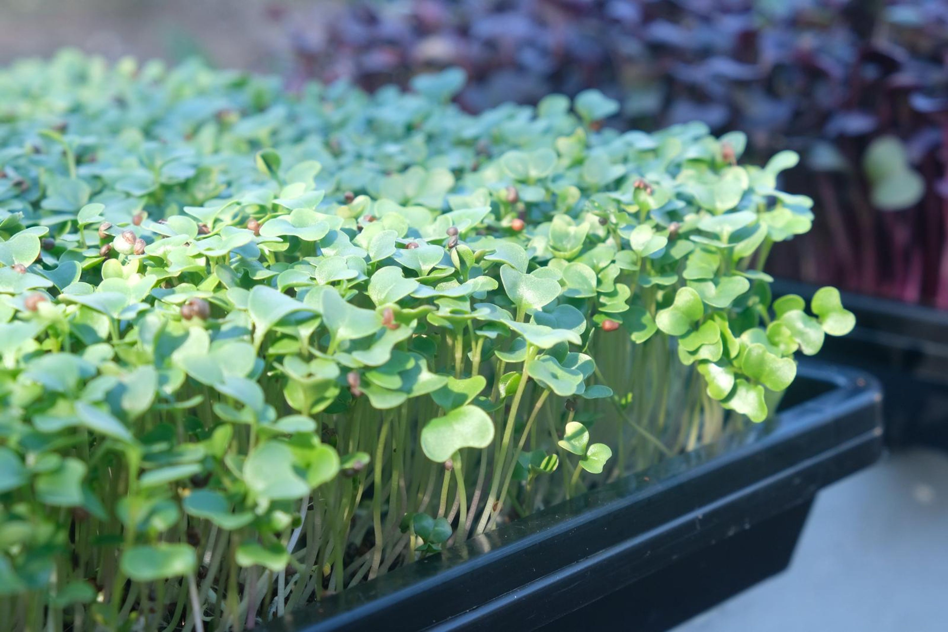 Close-up of bright green micro greens with pale stems in a tray