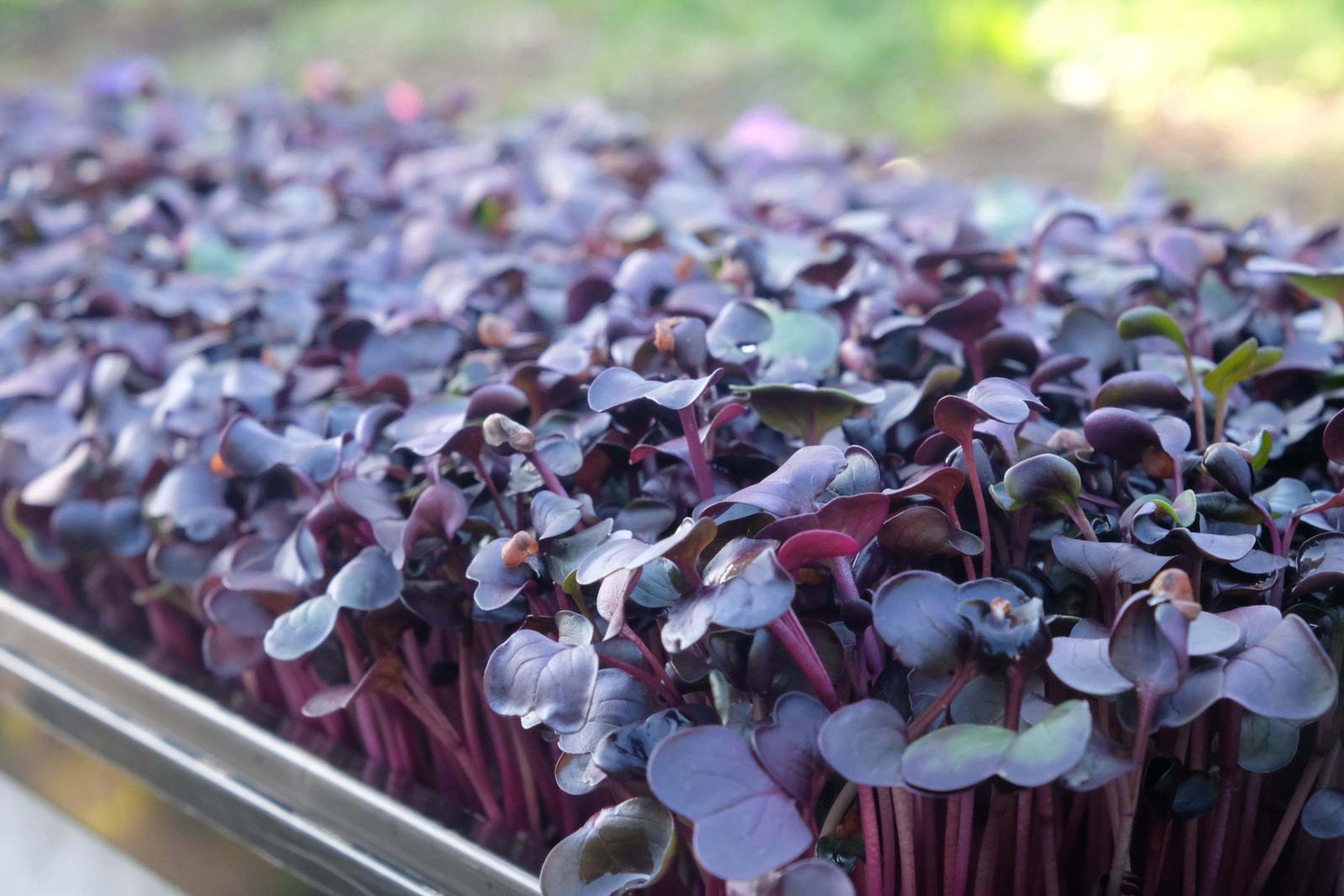 Close-up of purple micro green leaves in a tray with a soft green garden behind