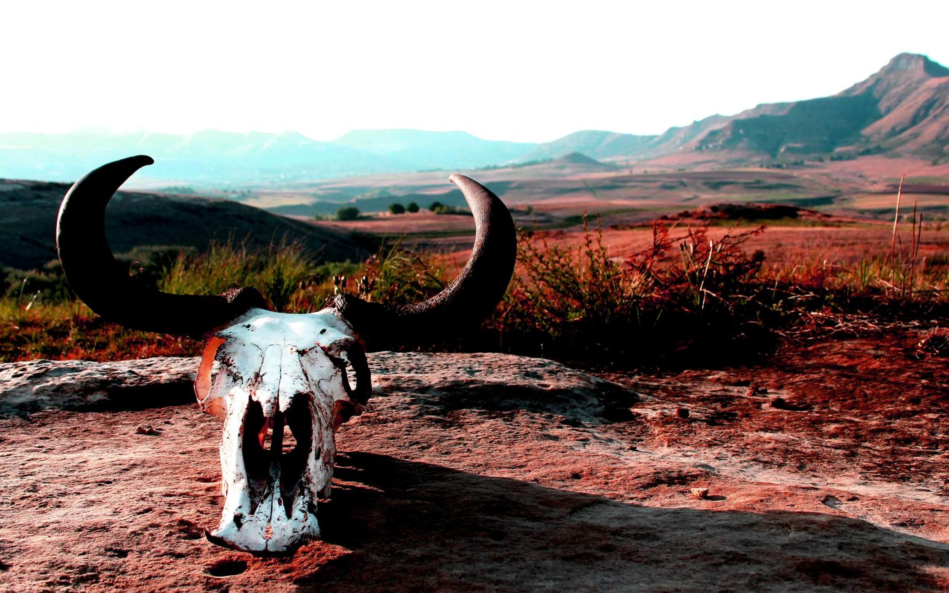 Skull with curved horns on red rock in front of a mountain valley, strong red grade
