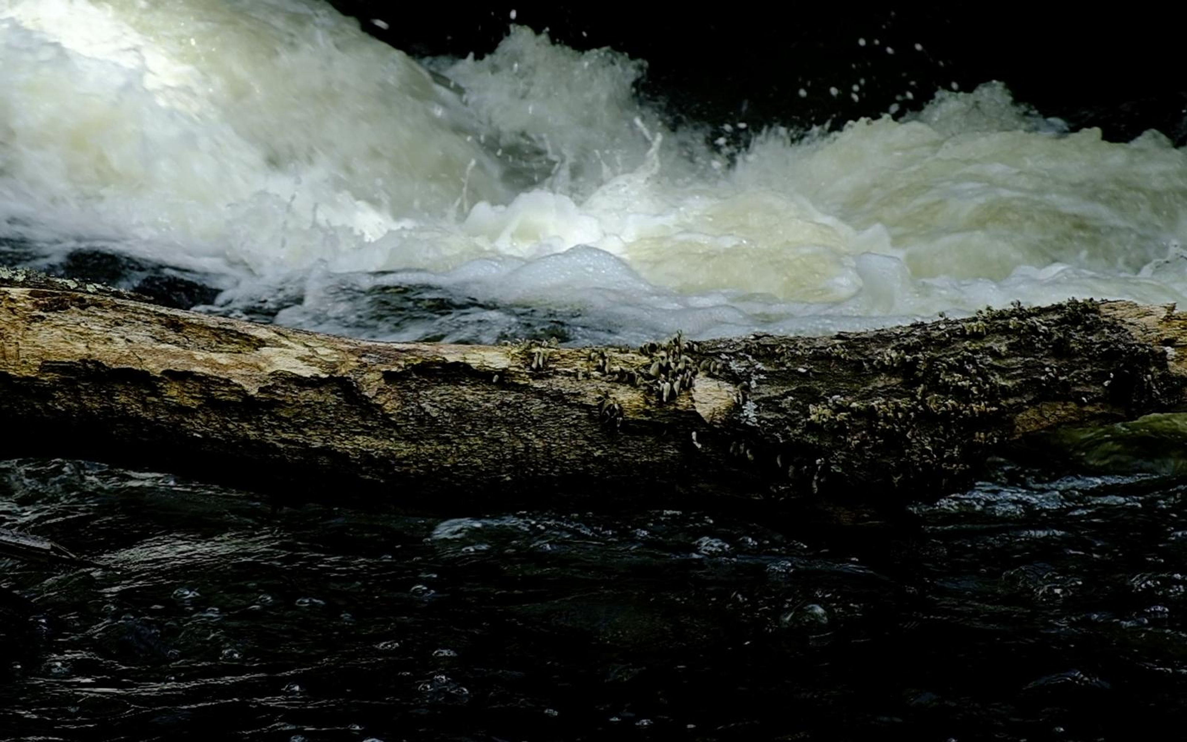 Weathered log lying across breaking white water in the upper cascade