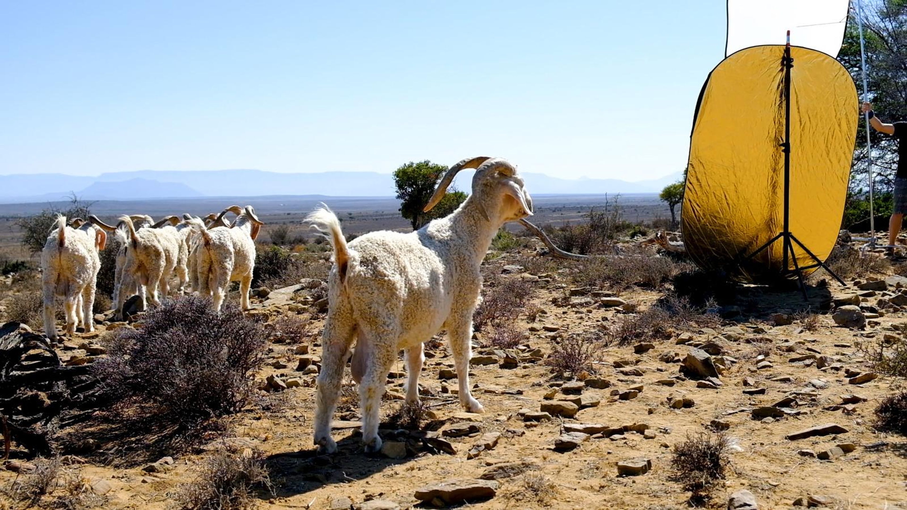A goat standing beside a yellow reflector on the veld