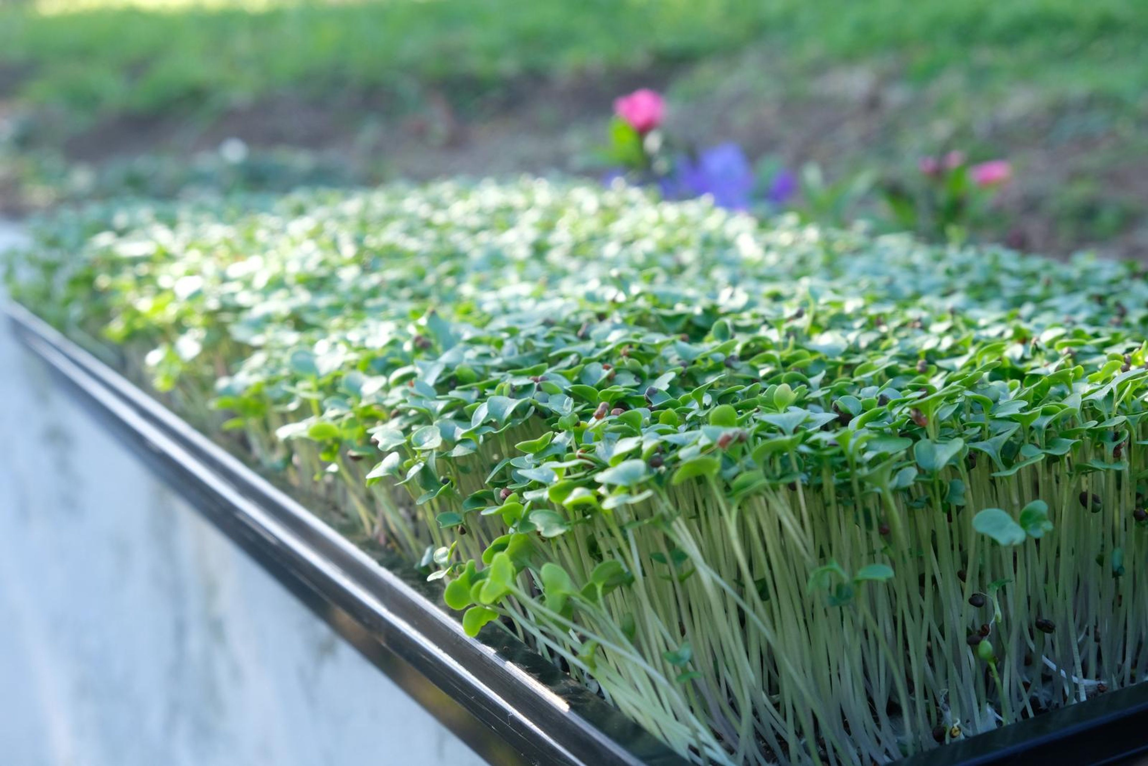 Green micro greens in a tray on a white ledge in a garden