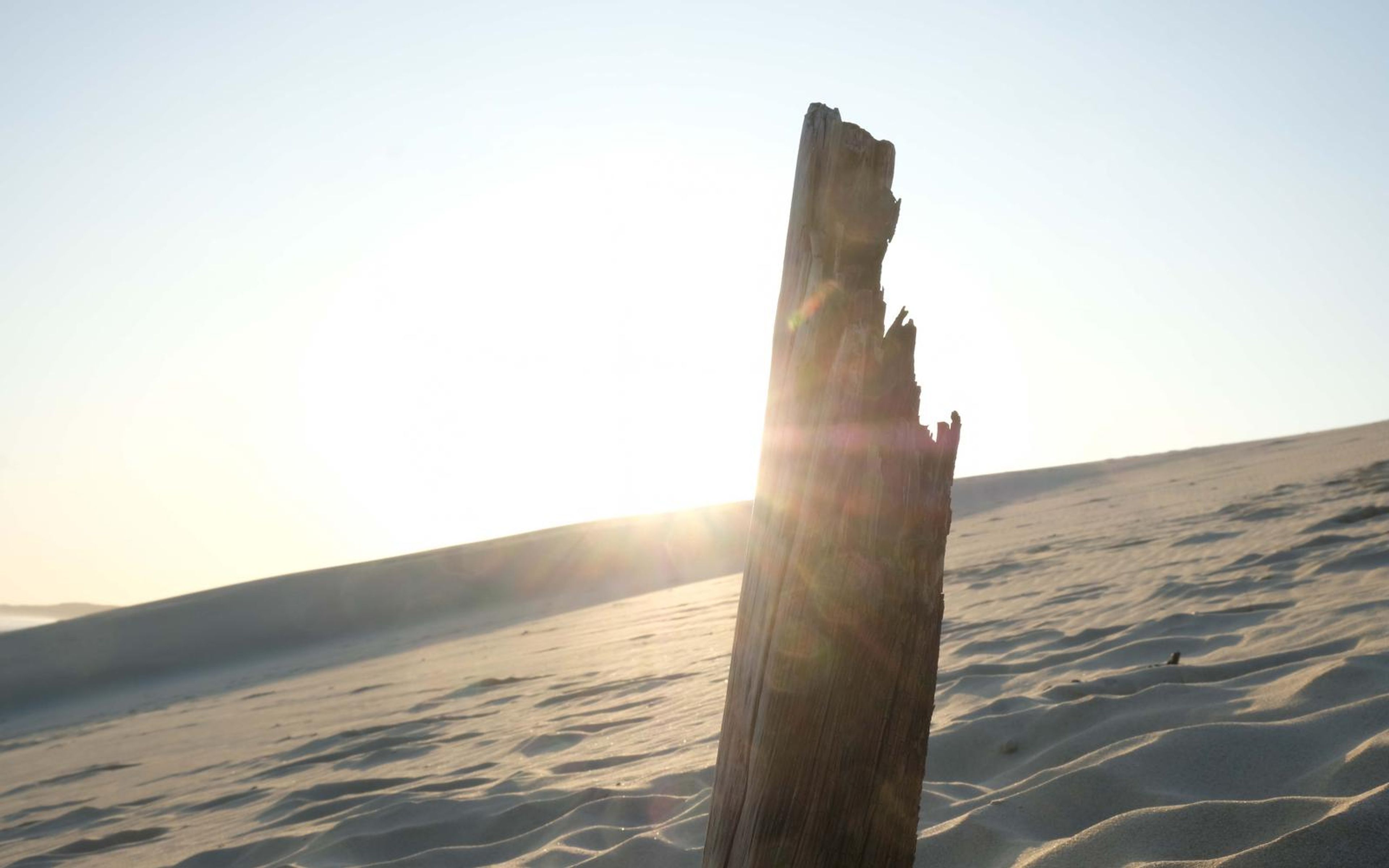Driftwood stump backlit by the sun above rippled beach sand