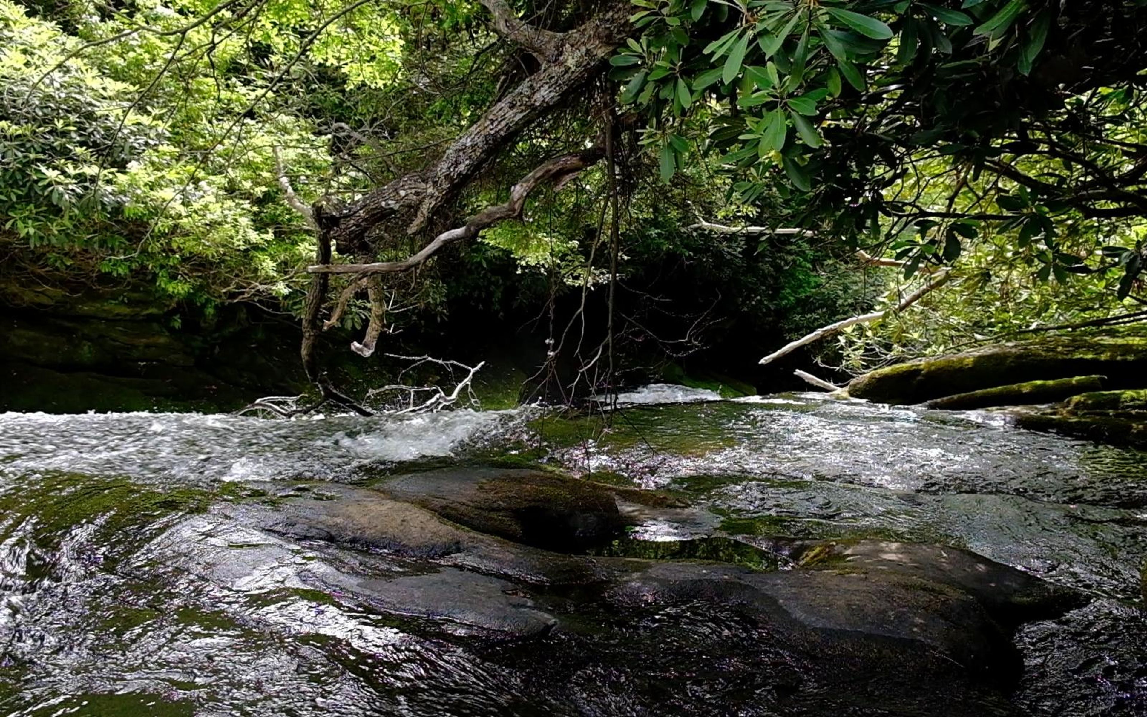 River sliding over a wide rock shelf below an overhanging branch and green banks