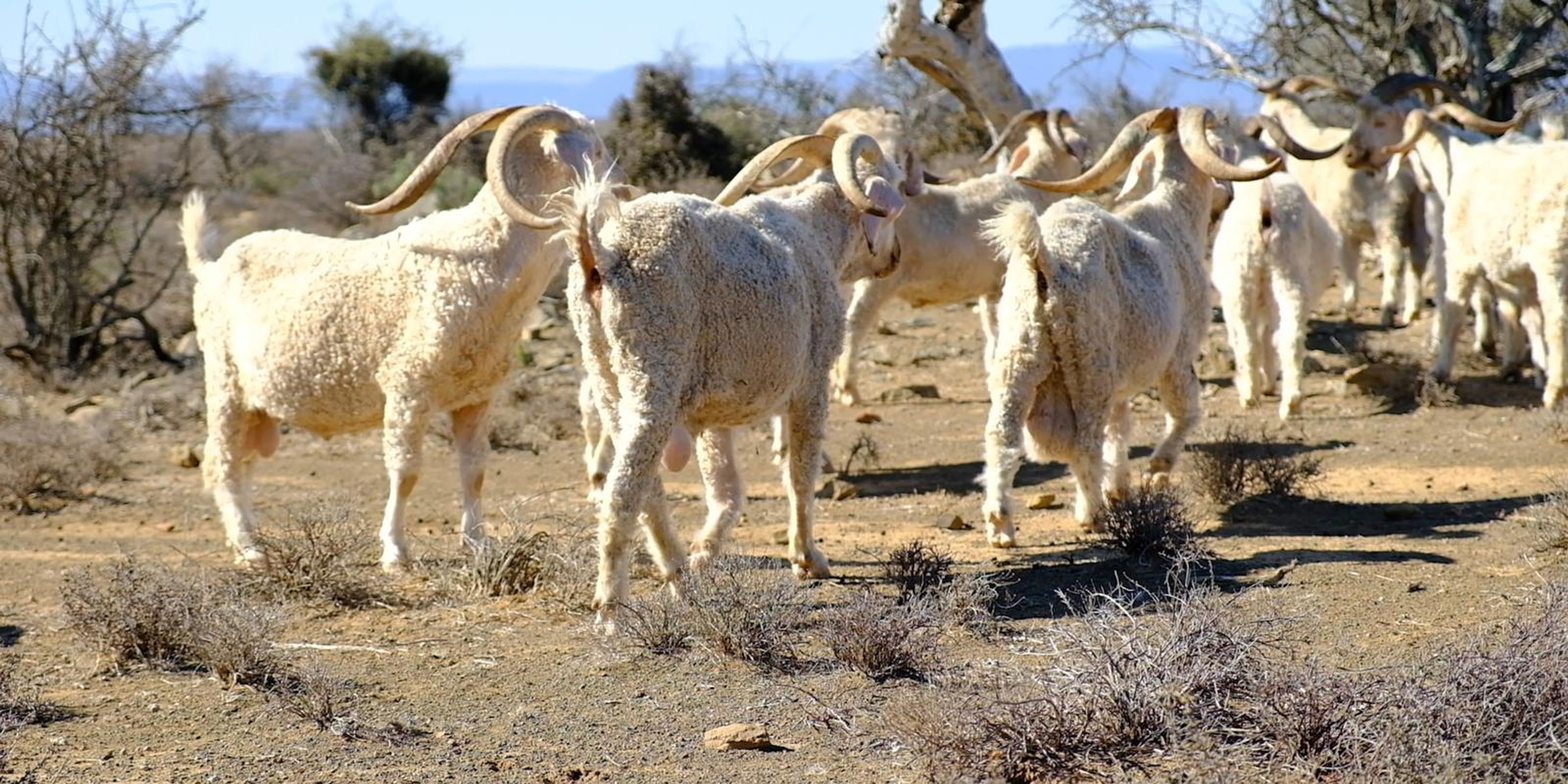 Angora goats gathered in the Karoo scrub