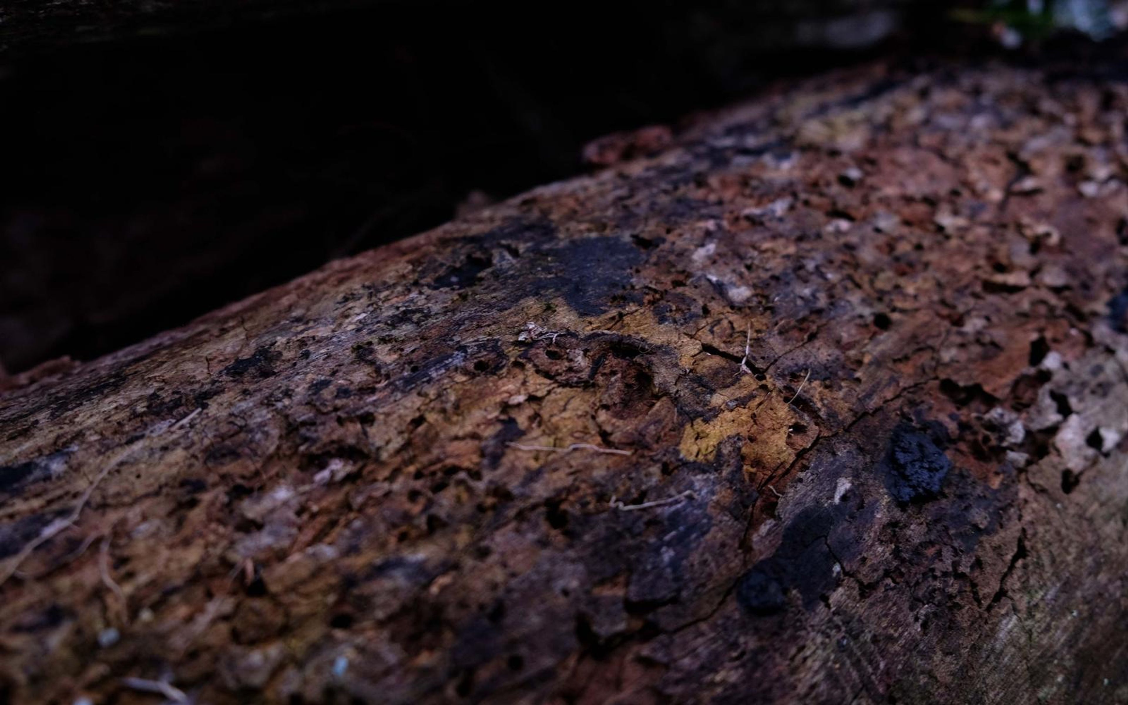 Sloping log covered in dark and golden lichen patches with a black background