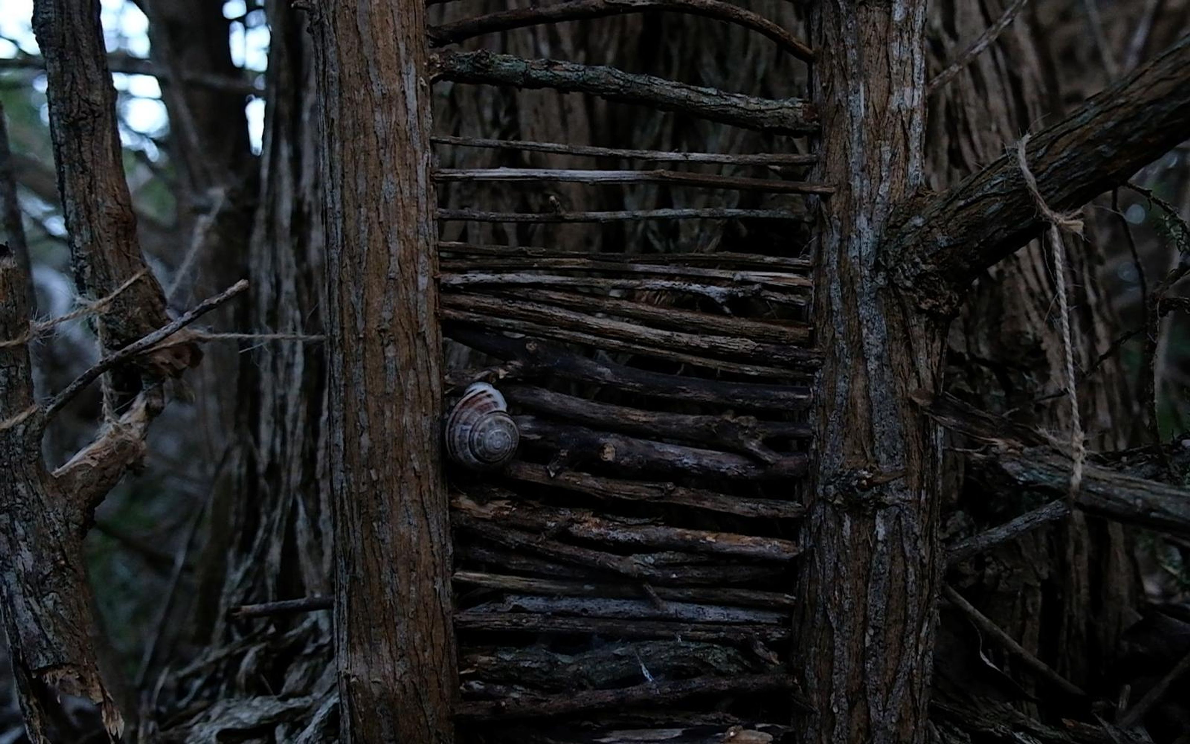 Woven stick wall between two upright trunks with a small snail shell on the left post