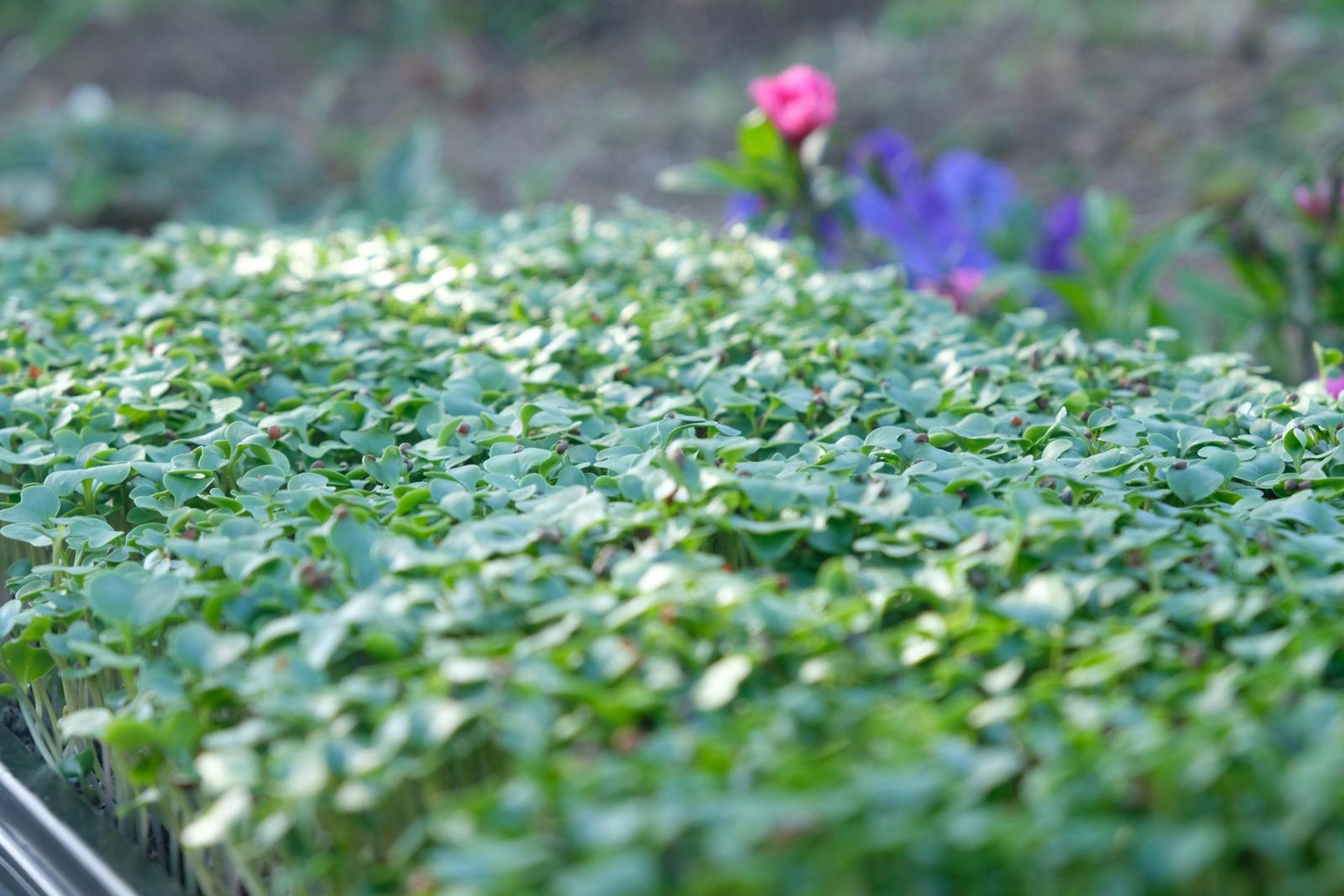 Green micro greens in a tray with pink and blue flowers behind