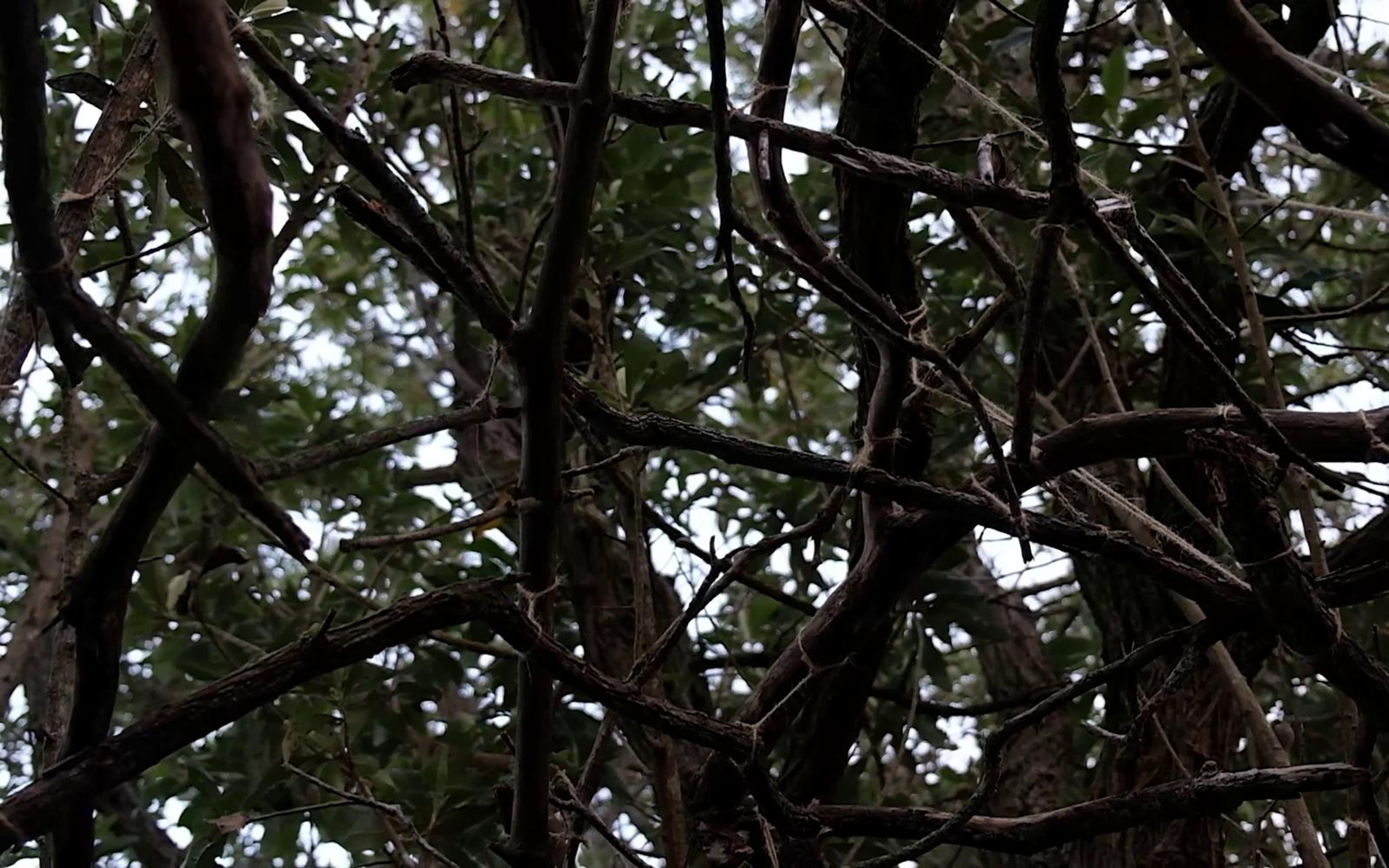 Dense overhead tangle of bare branches silhouetted against white sky