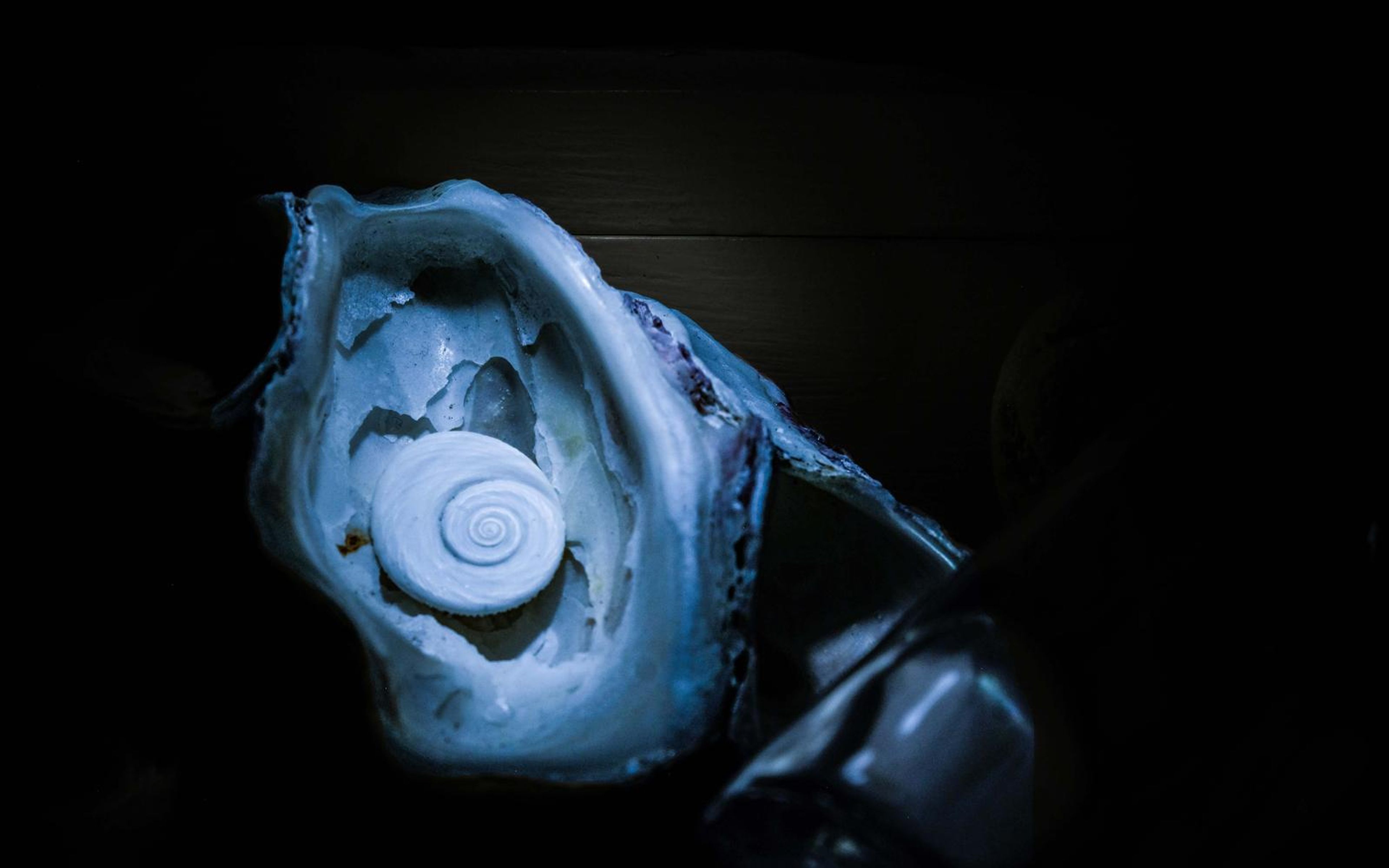 Pale spiral-patterned disc set inside an open shell, glowing blue-white against darkness