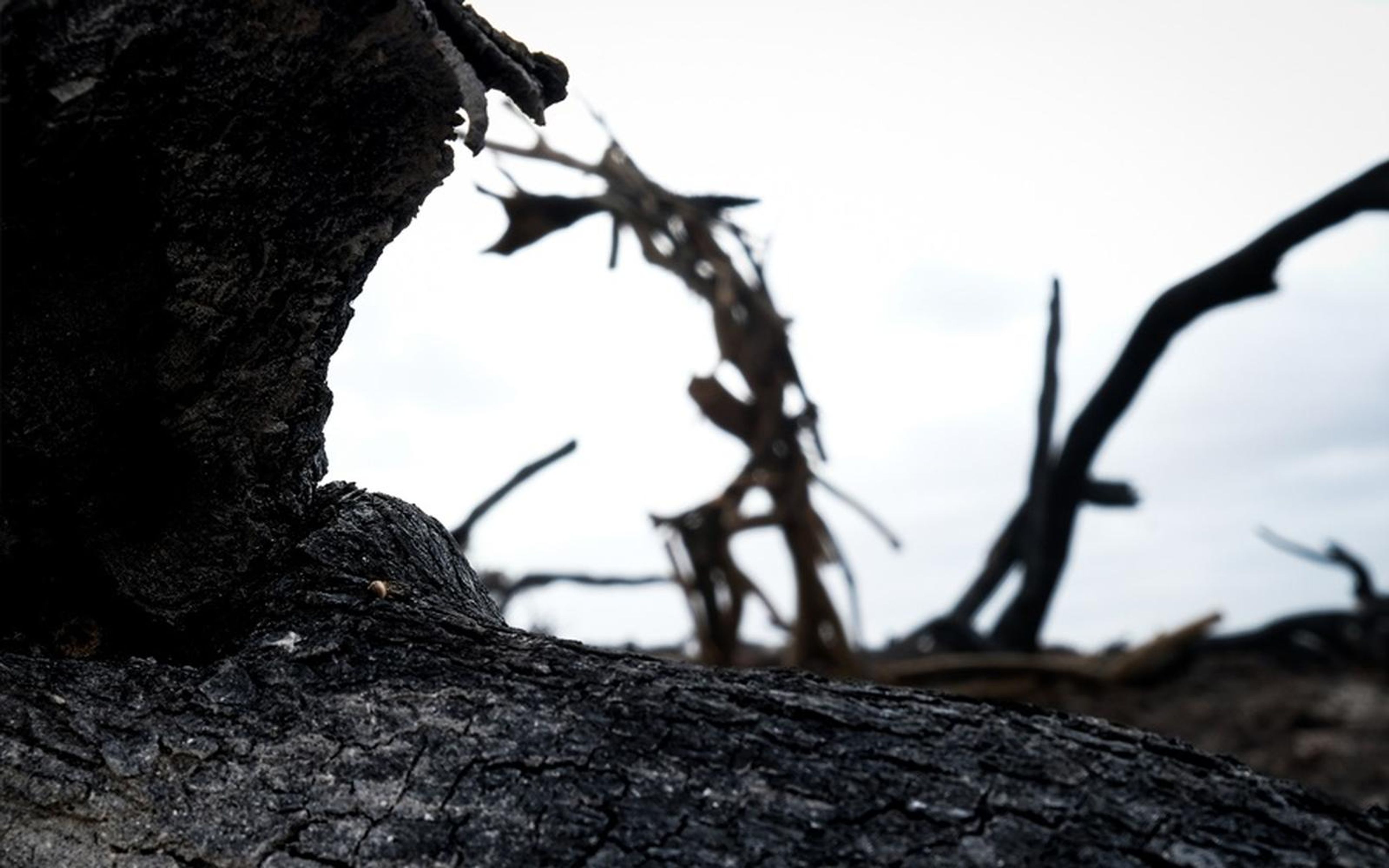Close view of a charred black log with blurred burnt branches against a white sky