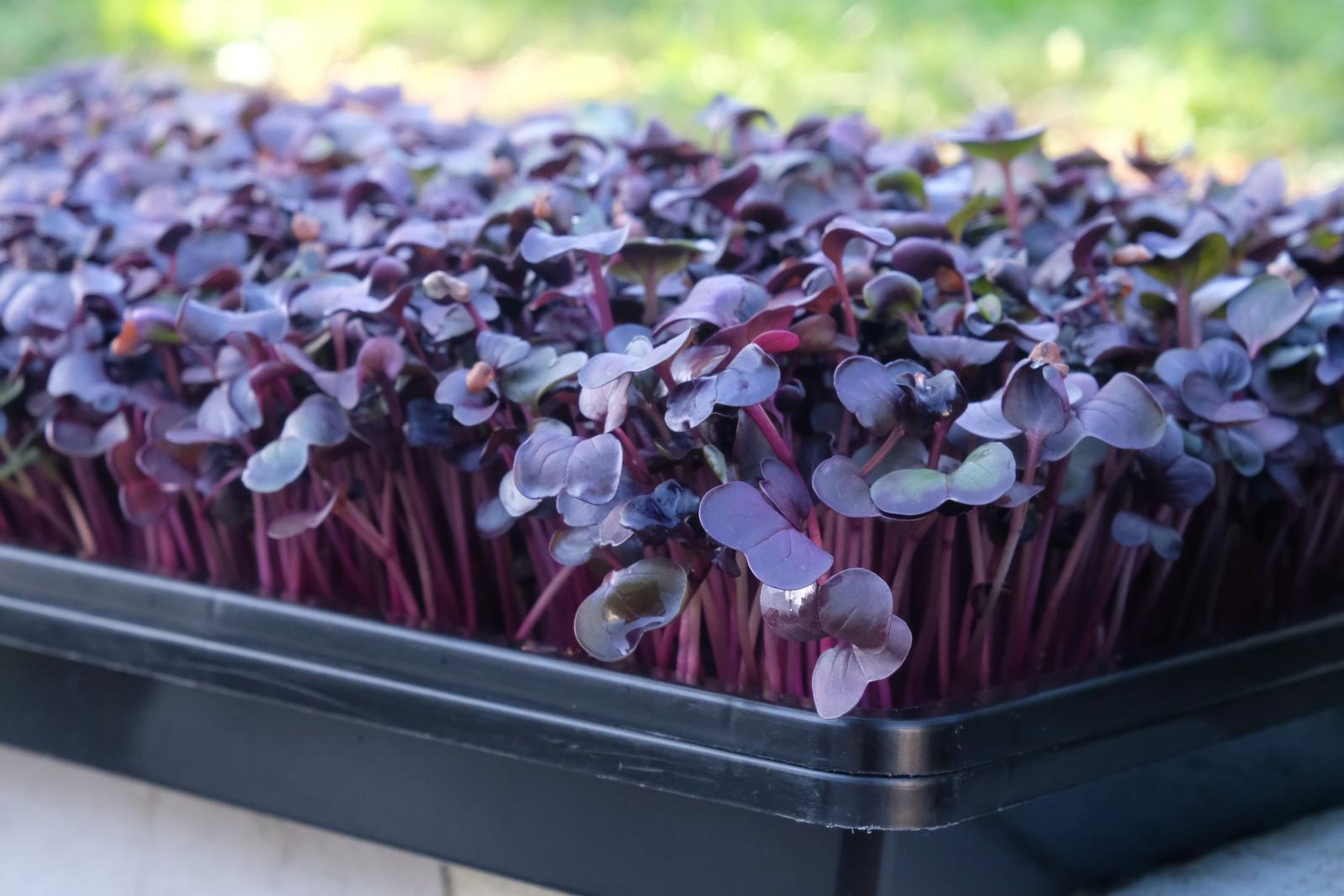 Tray of purple micro greens with deep red stems in natural light