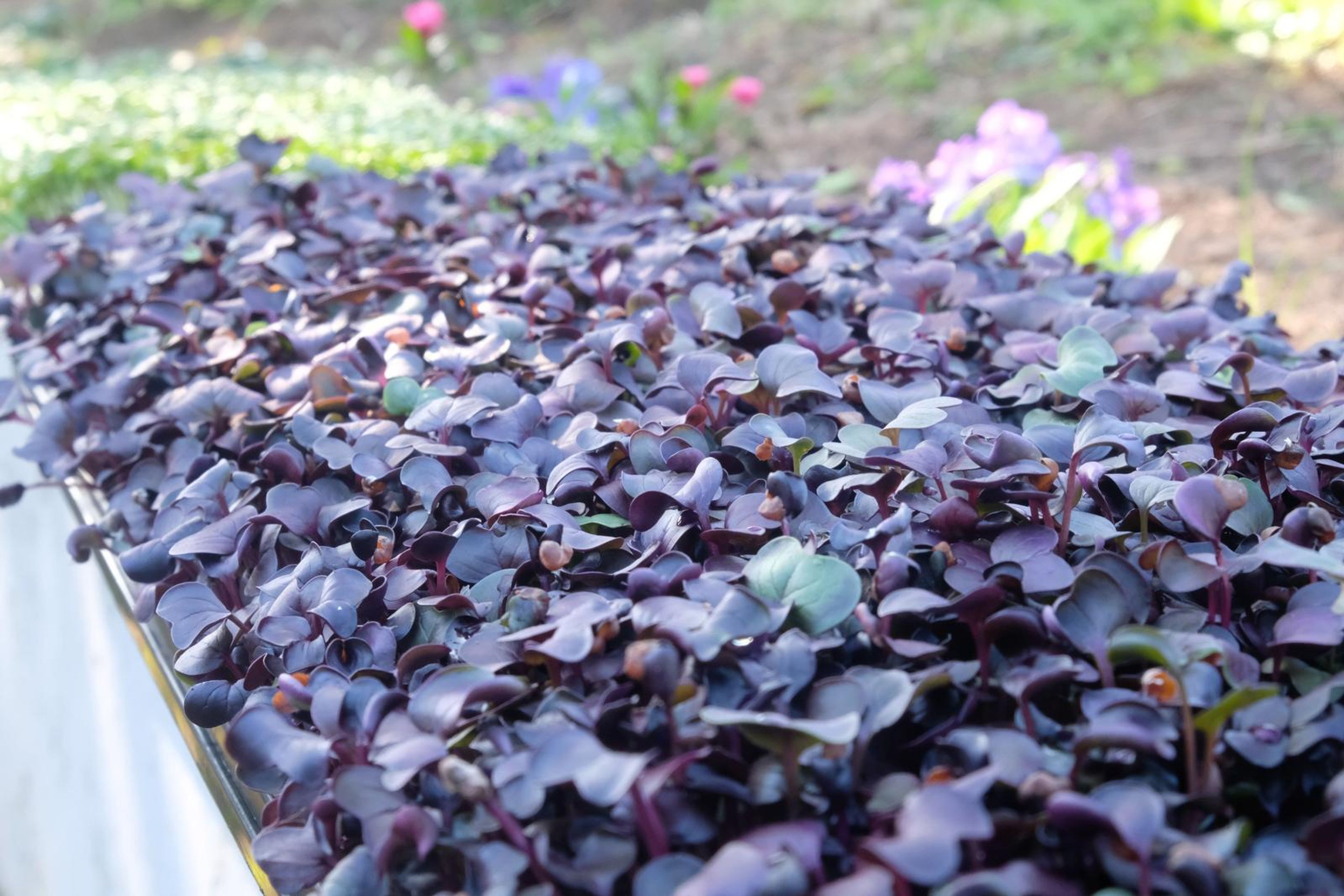 Tray of purple micro greens seen from above with flowers in the background