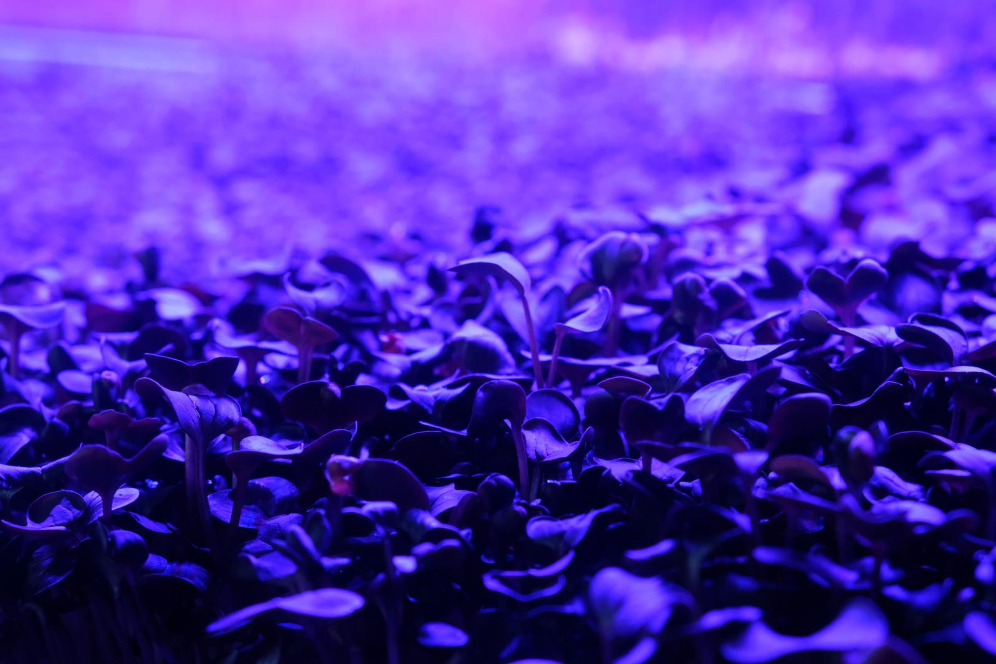 Close-up of micro green leaves under purple grow lighting