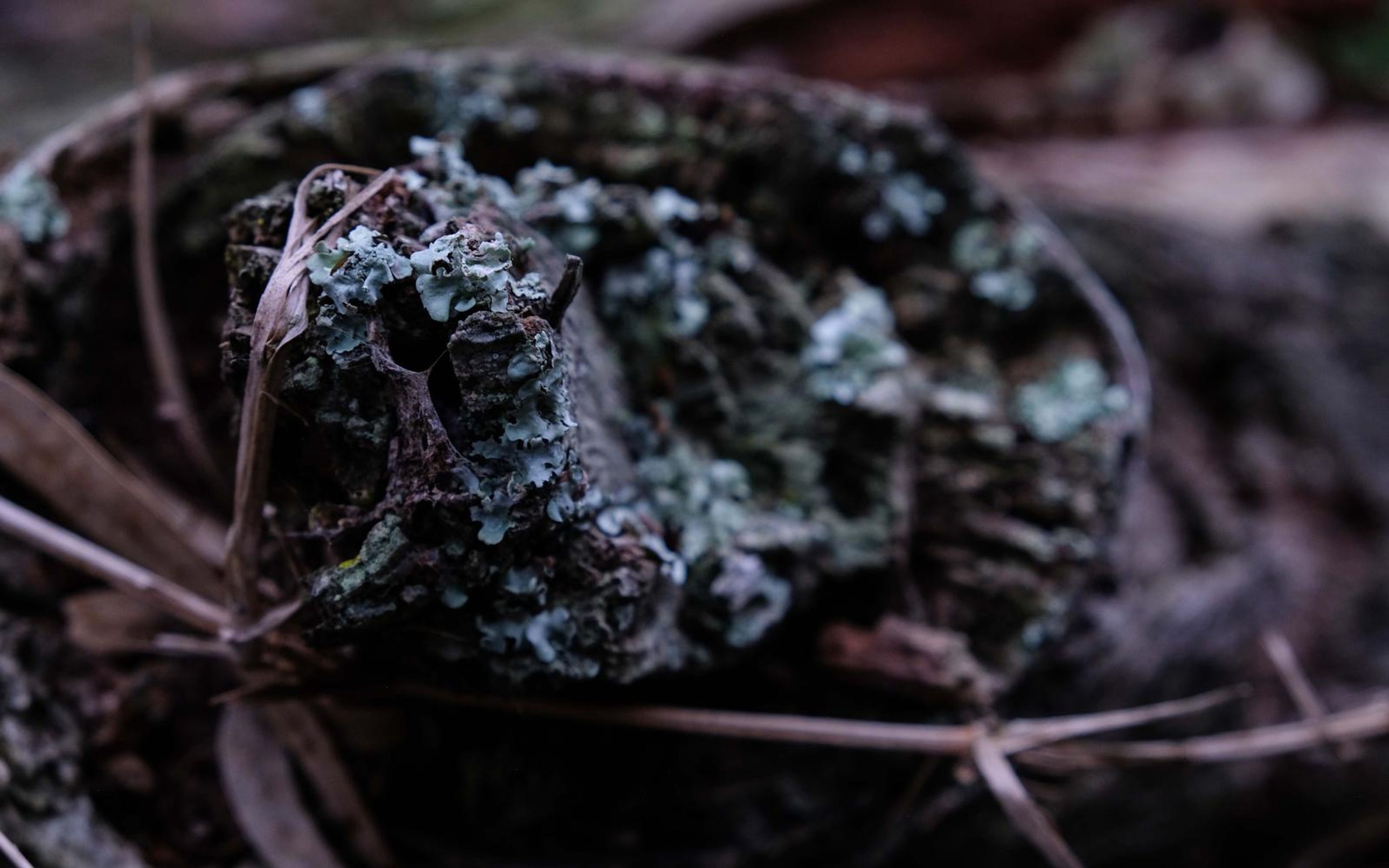 Lichen-covered knot of wood with dry grass stems curling around it