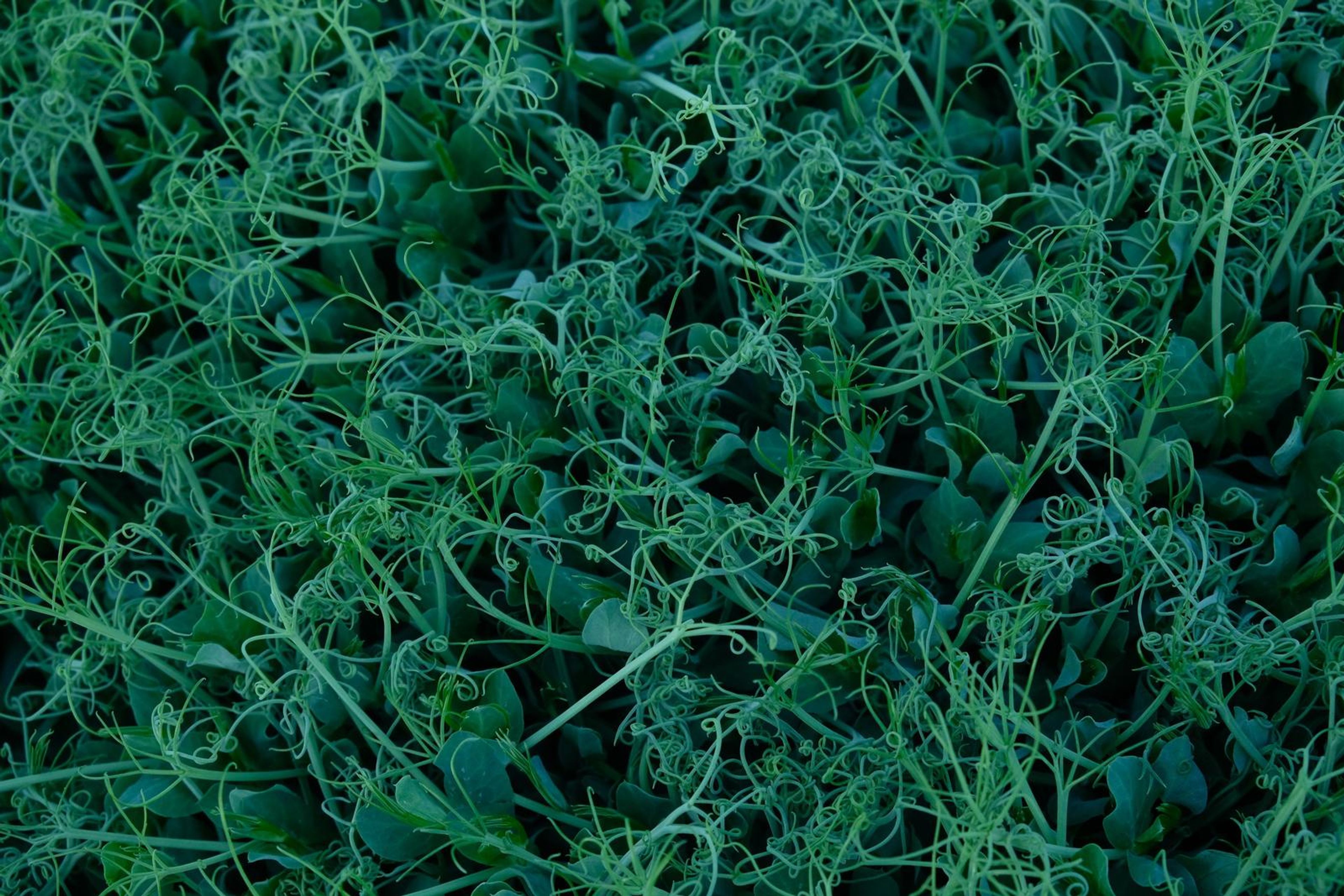 Top-down view of fine pea shoot tendrils and leaves