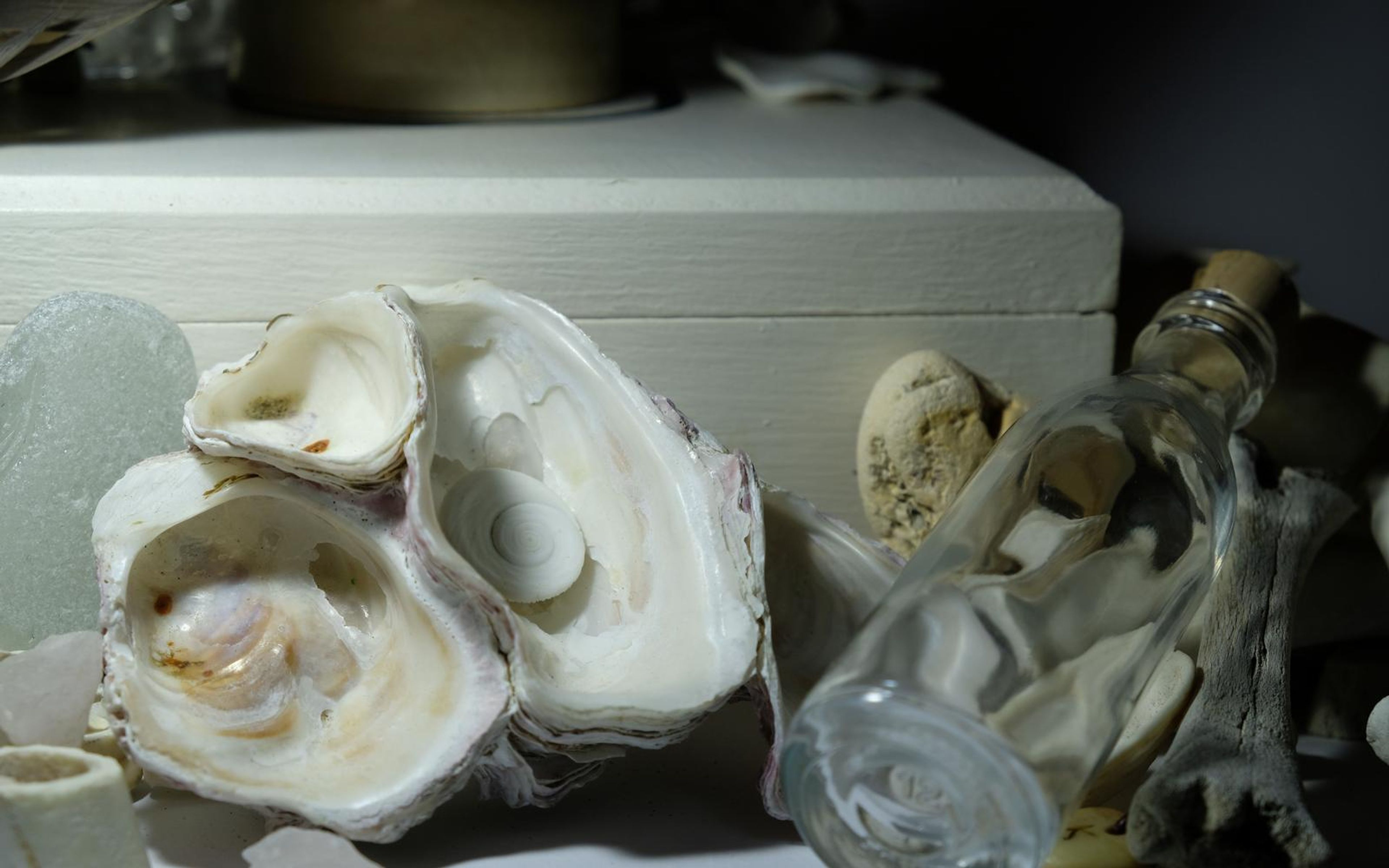 Close view of an open shell and an empty glass bottle resting among small bones