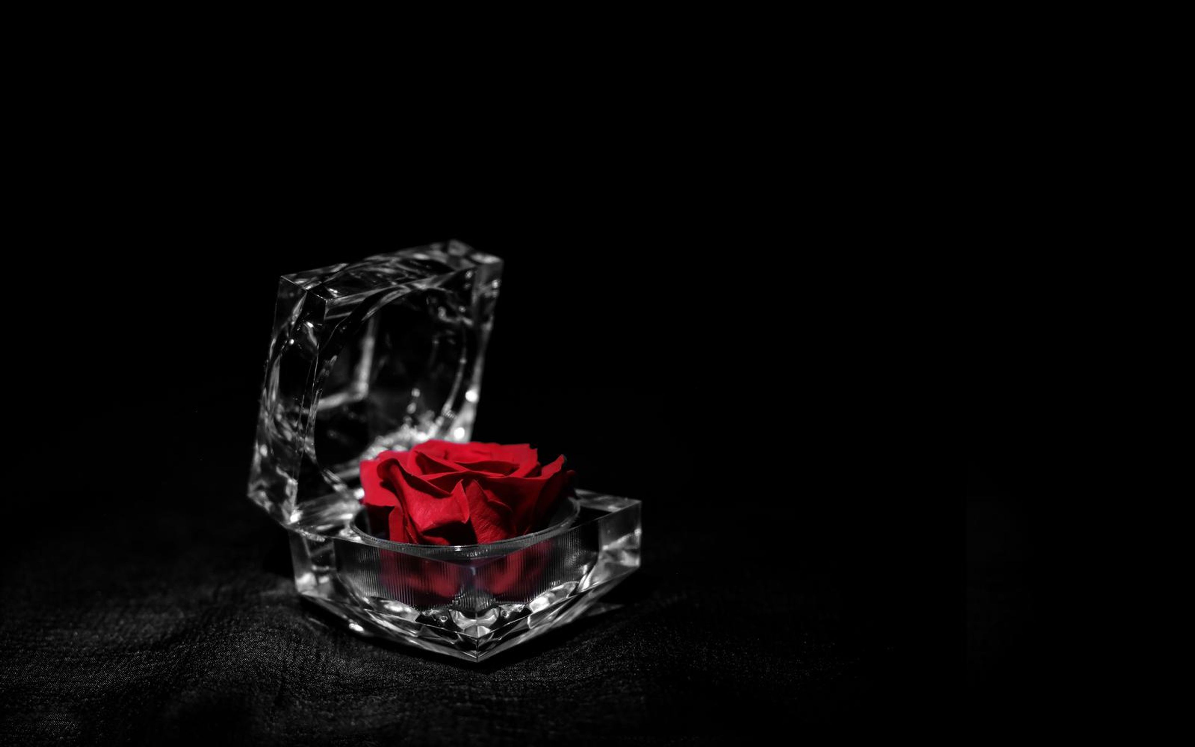 Red rose in an open clear case seen from low on dark fabric in neutral white light