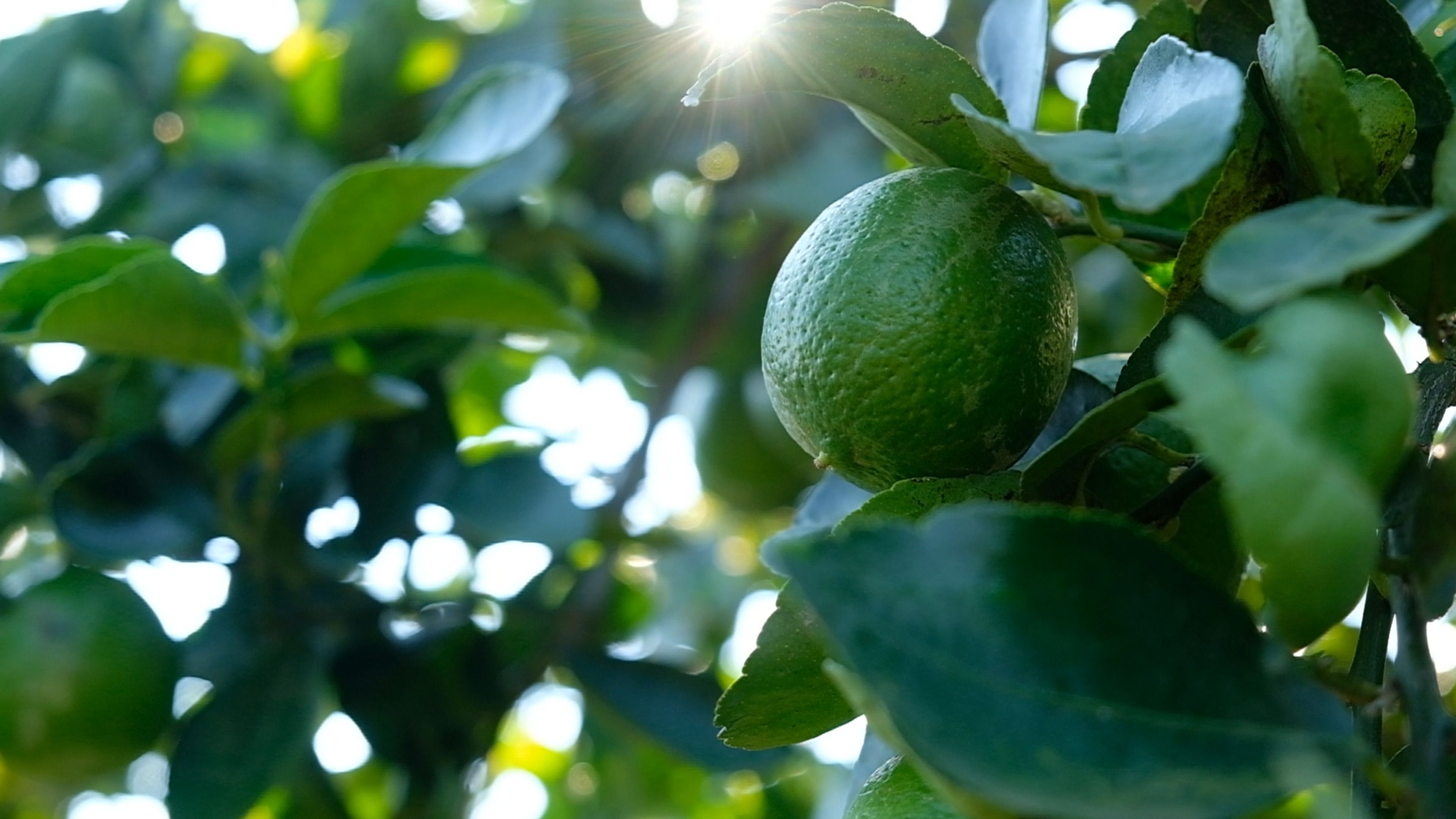 A lime hanging on a branch in the sunlight