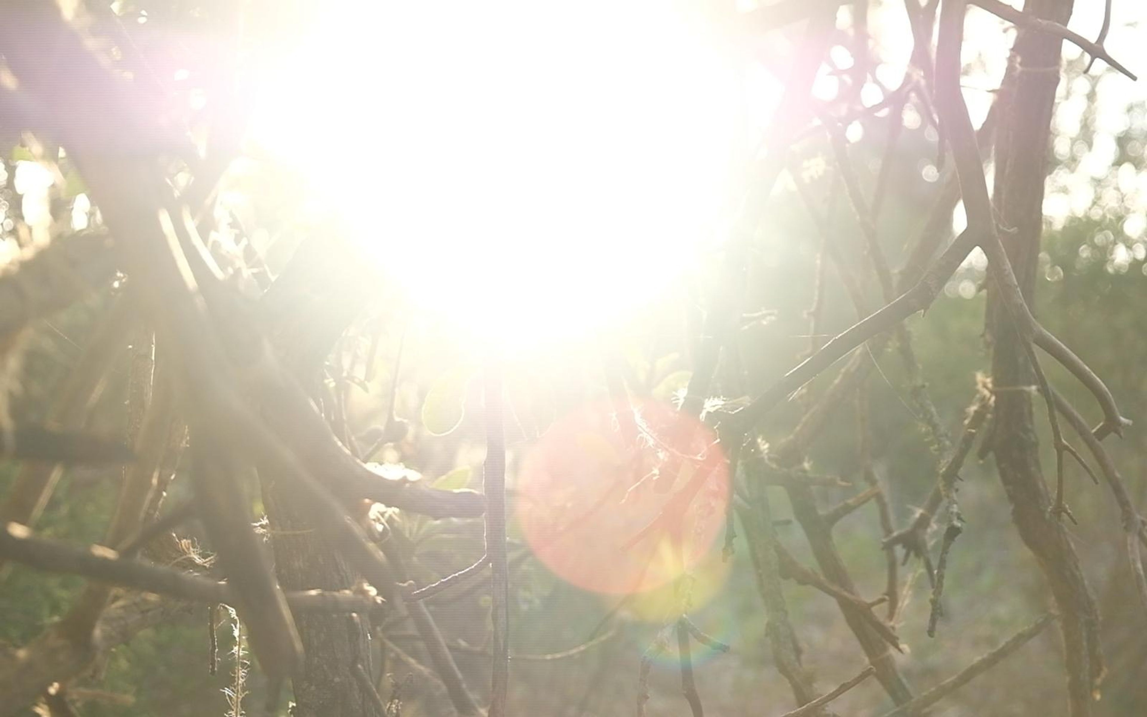 Orange lens flare and sun burst through bare twigs