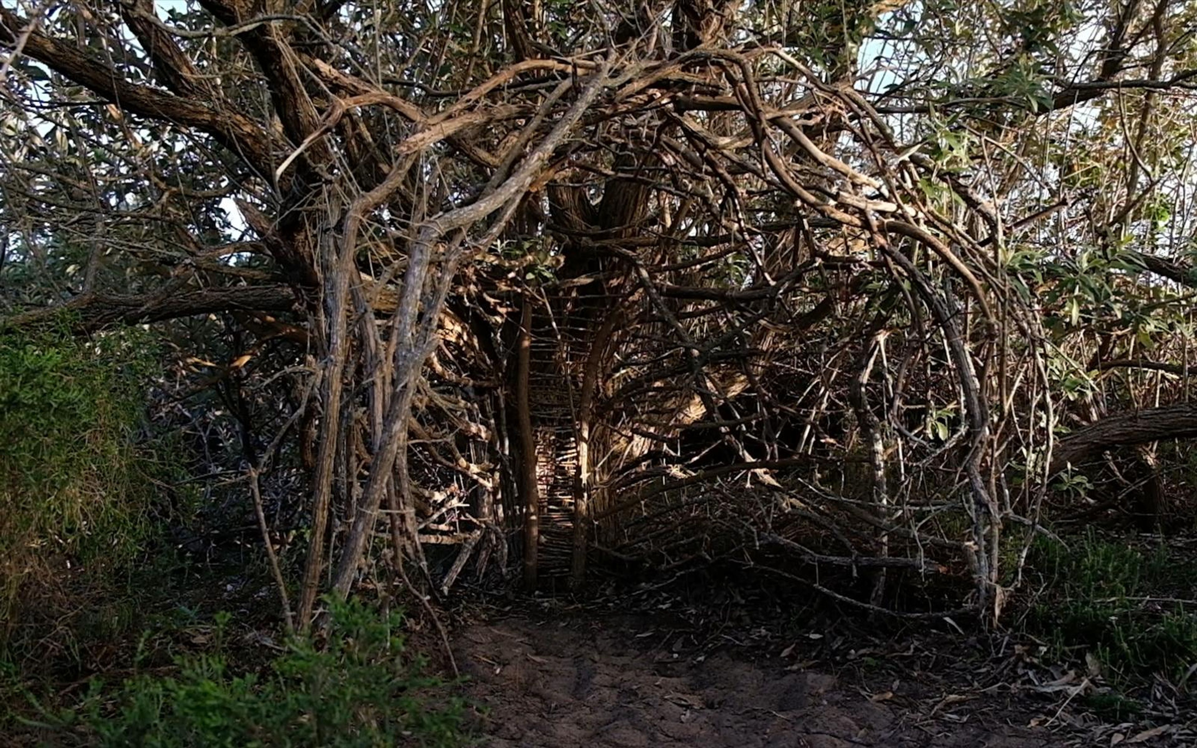 Arched shelter of bent and woven branches with sunlit twigs and a dirt entrance