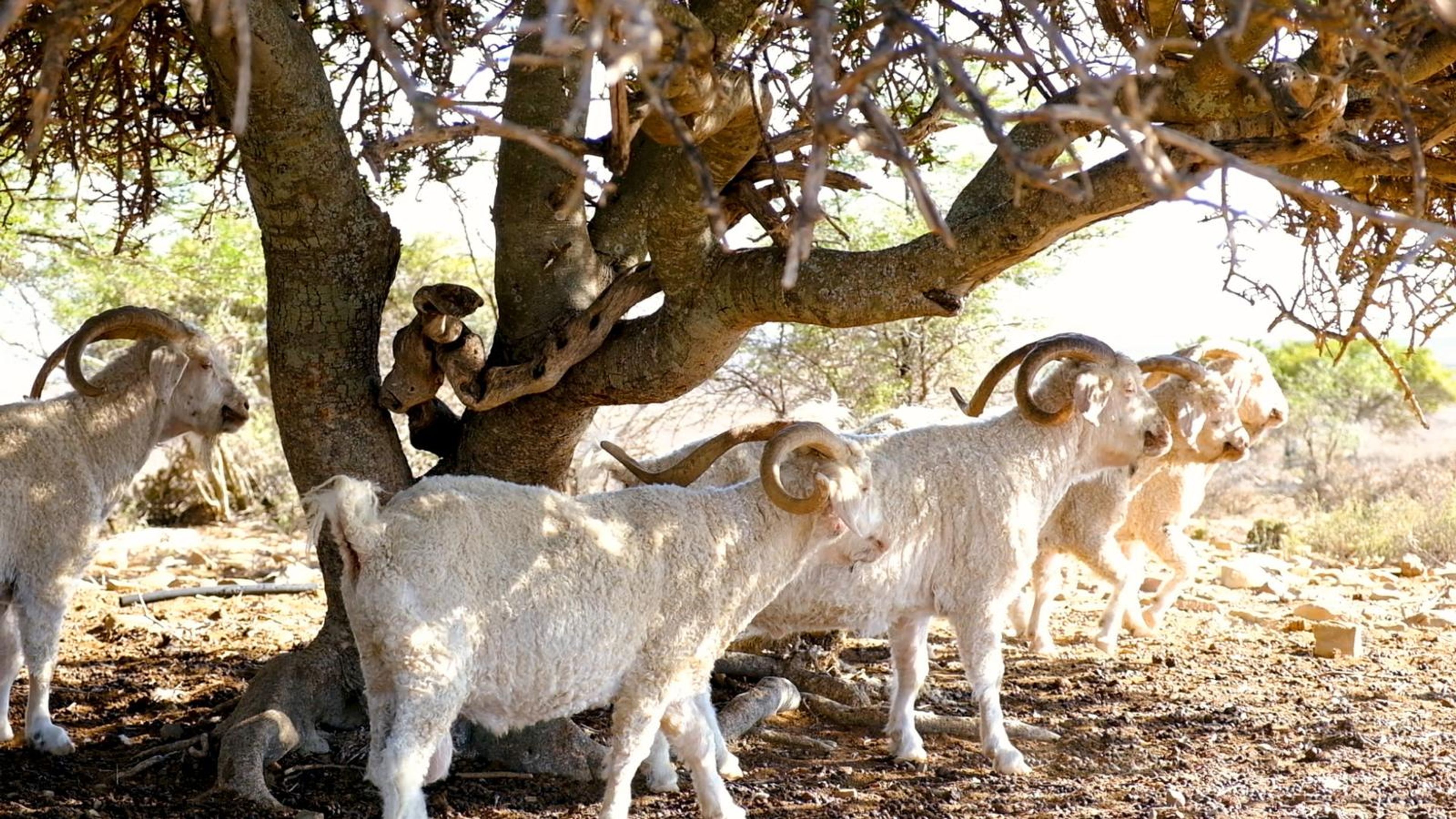 Angora goats resting in the shade of a thorn tree
