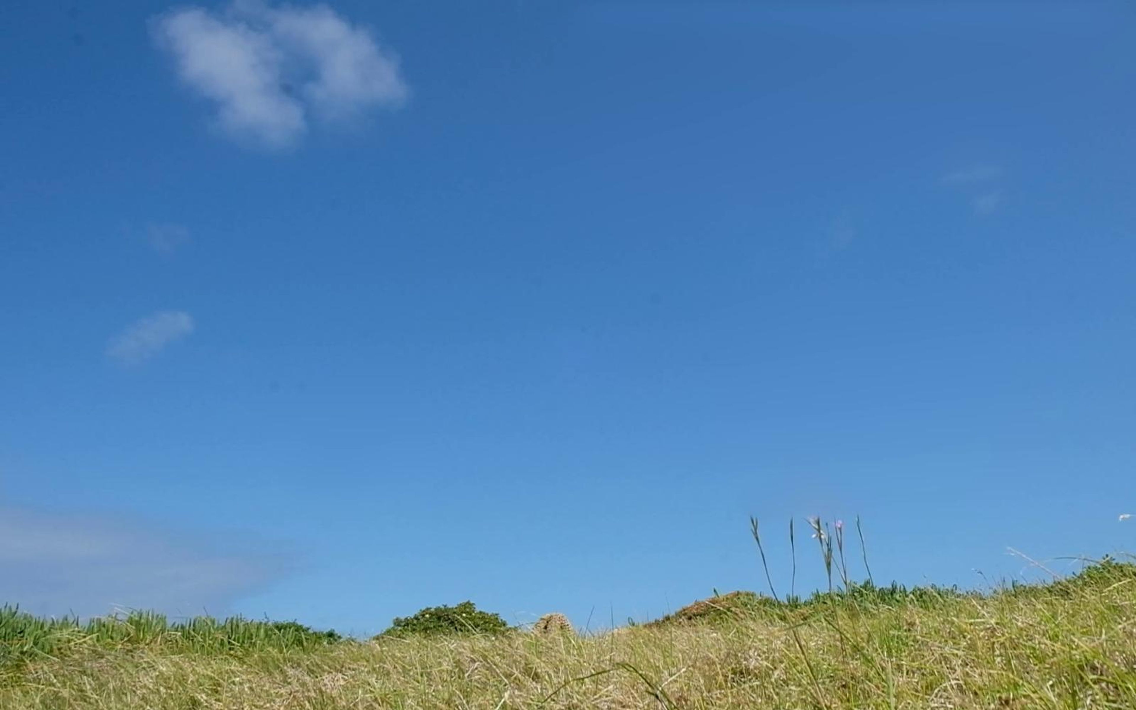 Open blue sky over a low grassy ridge with a small cloud at upper left