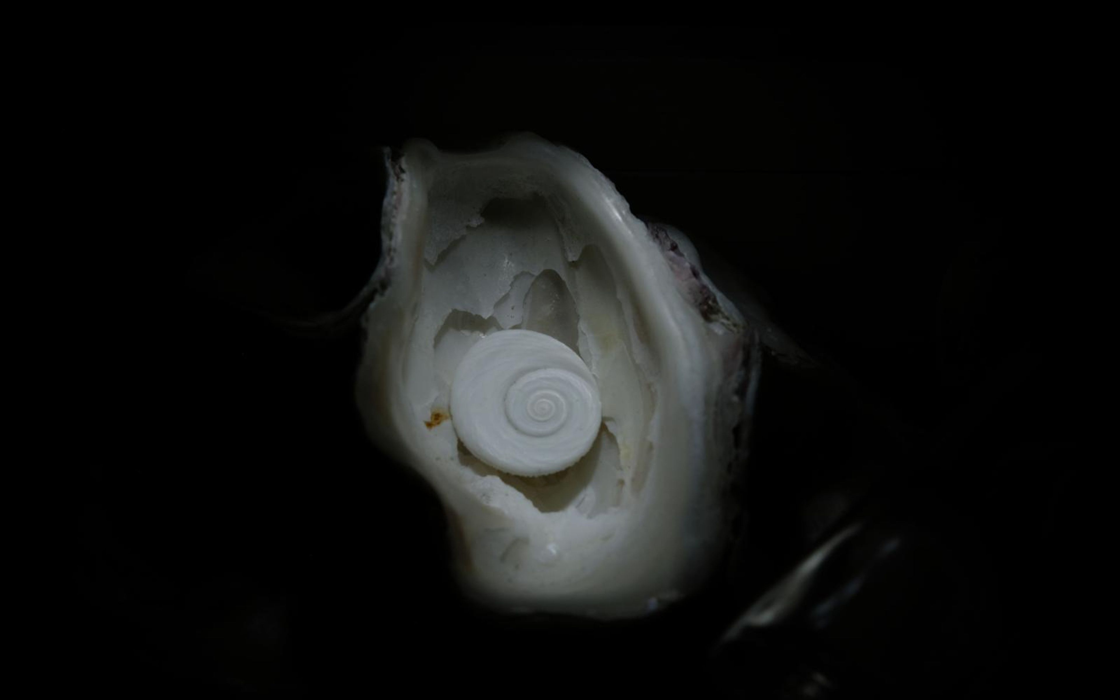 Spiral-patterned disc inside an open shell, lit warmly against a black background