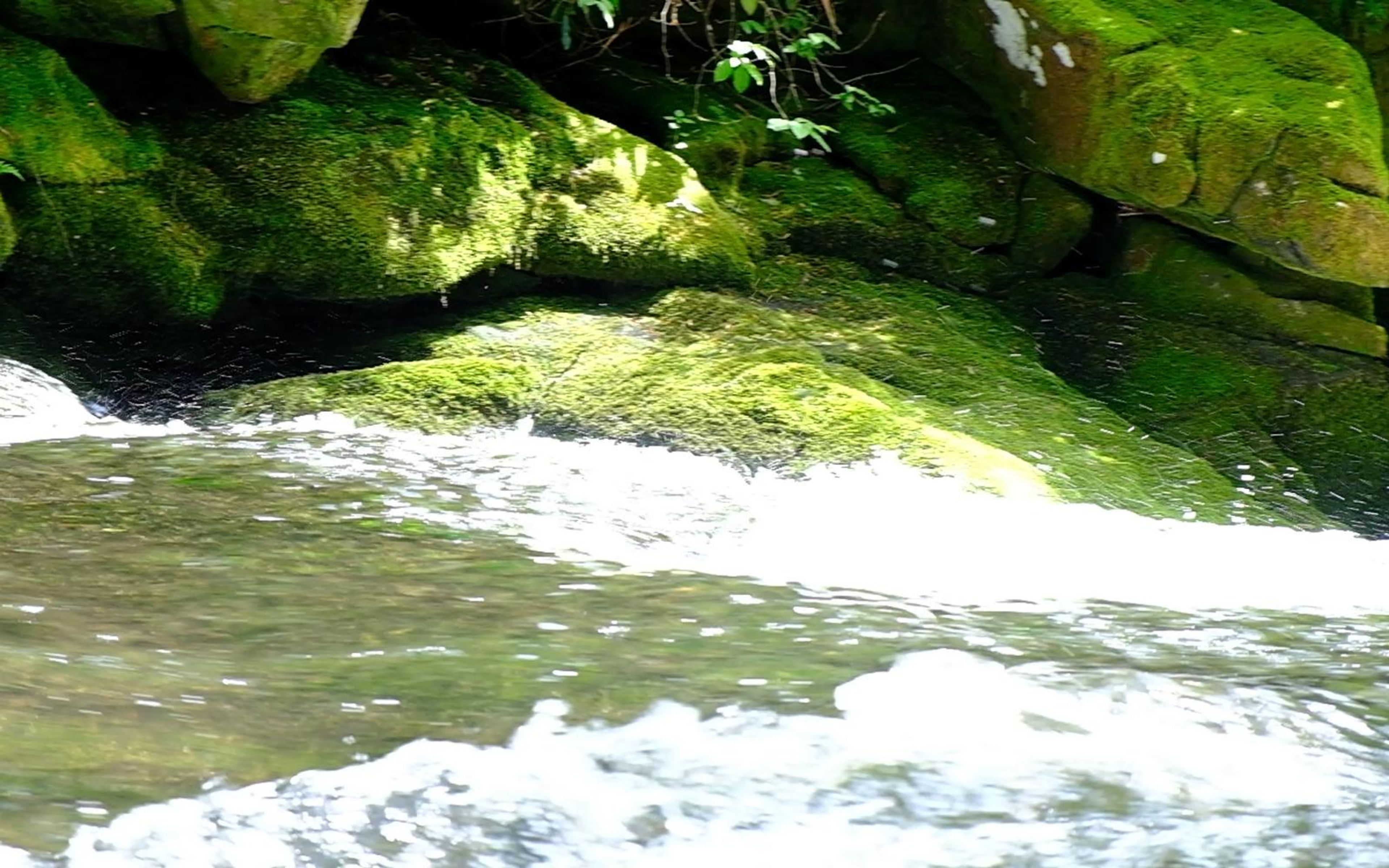 Bright green moss on rocks above fast, pale water in the stream