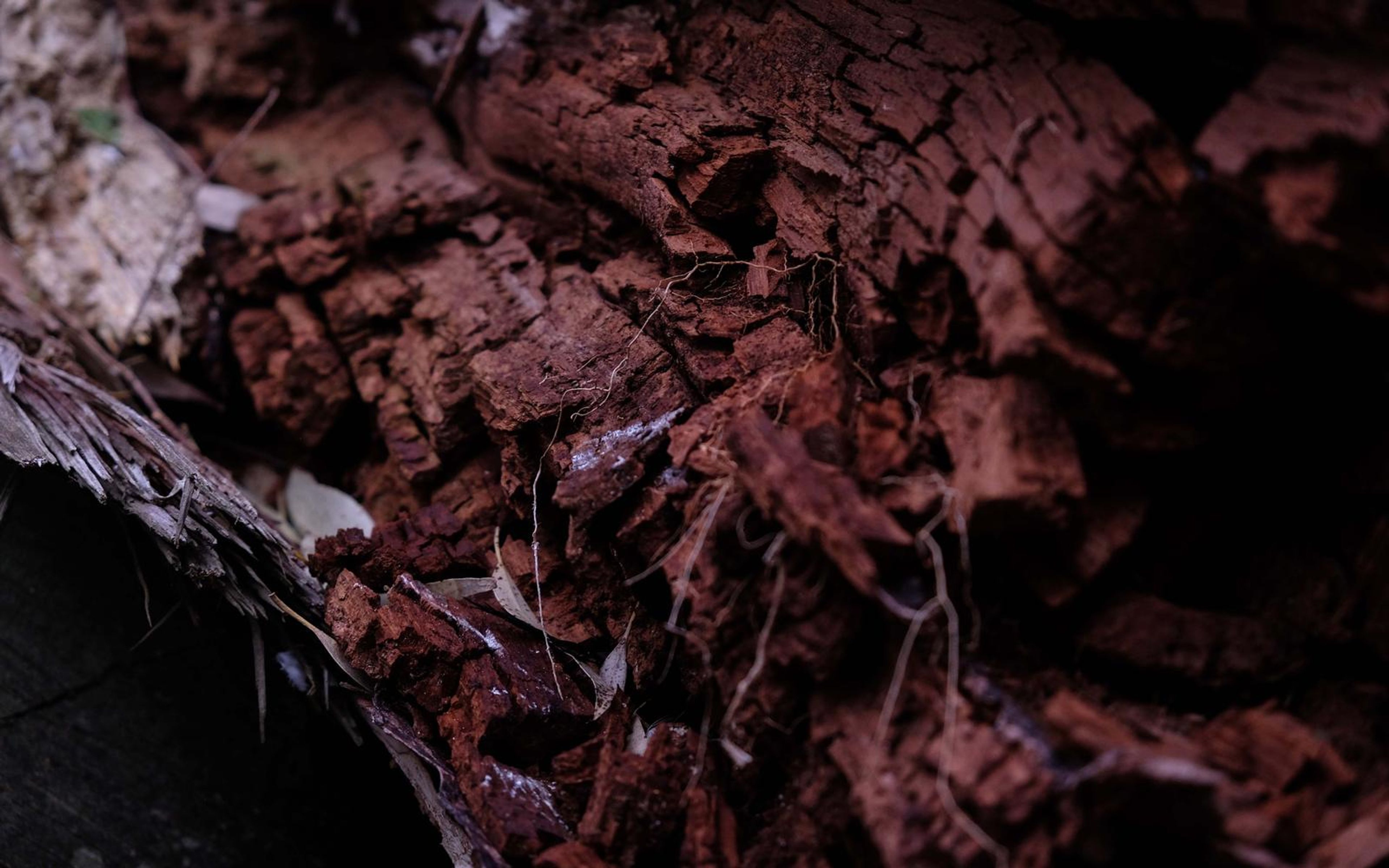 Cracked, crumbling red wood inside a hollow log, dark shadows at the edges