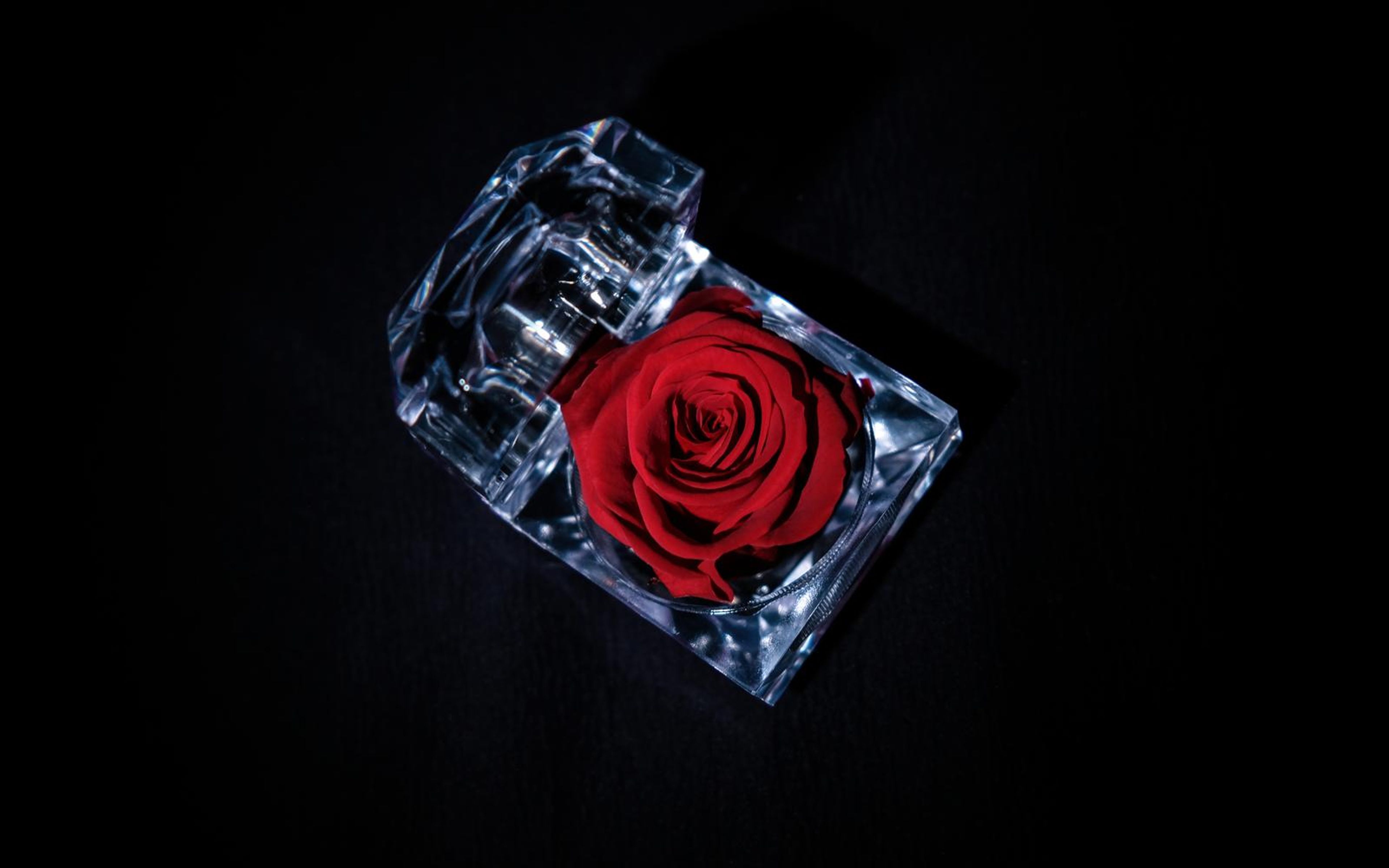 Overhead view of a red rose in a tilted clear case glowing with ice-blue light