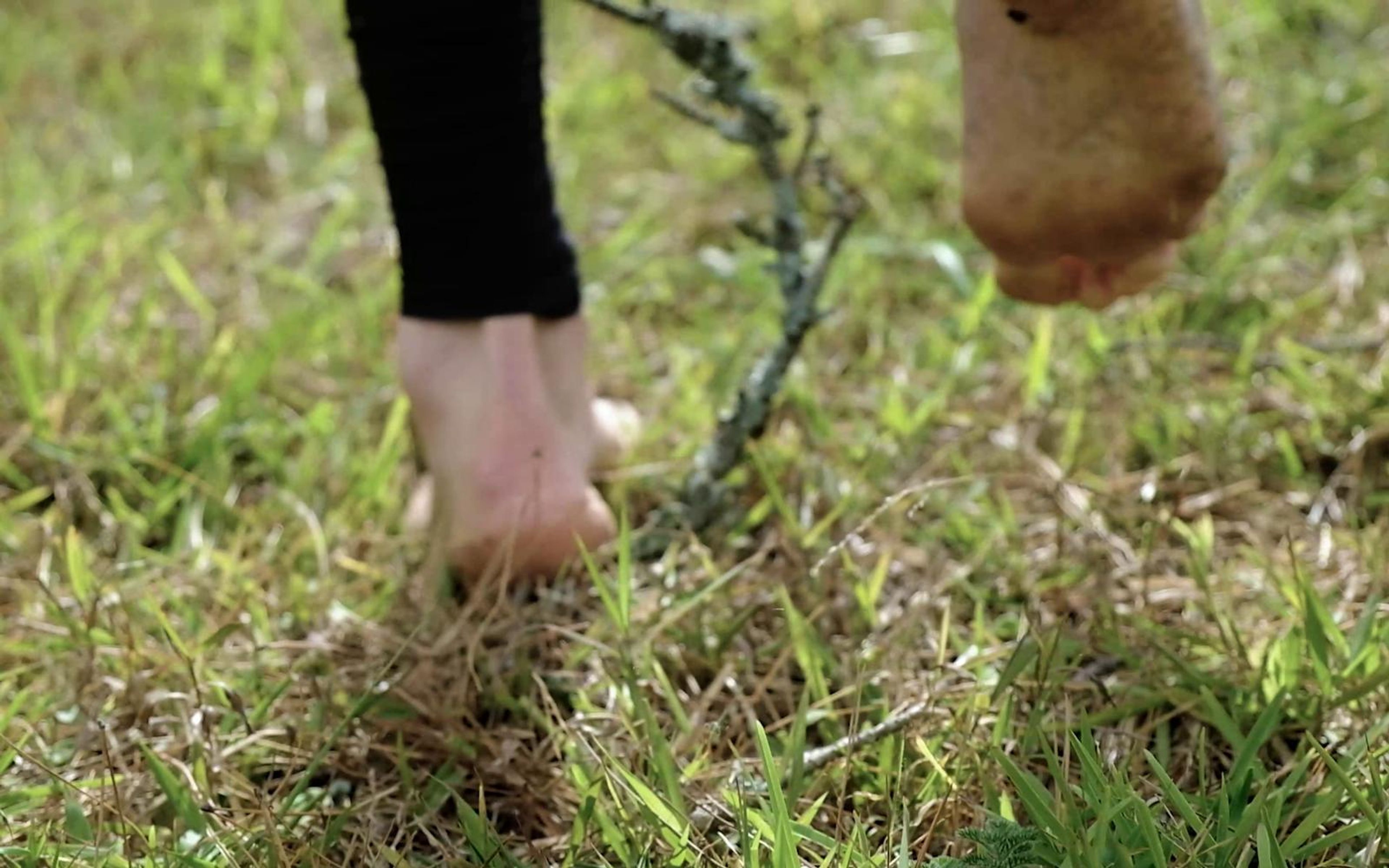 Bare feet and black leg wraps walking over grass in shallow focus