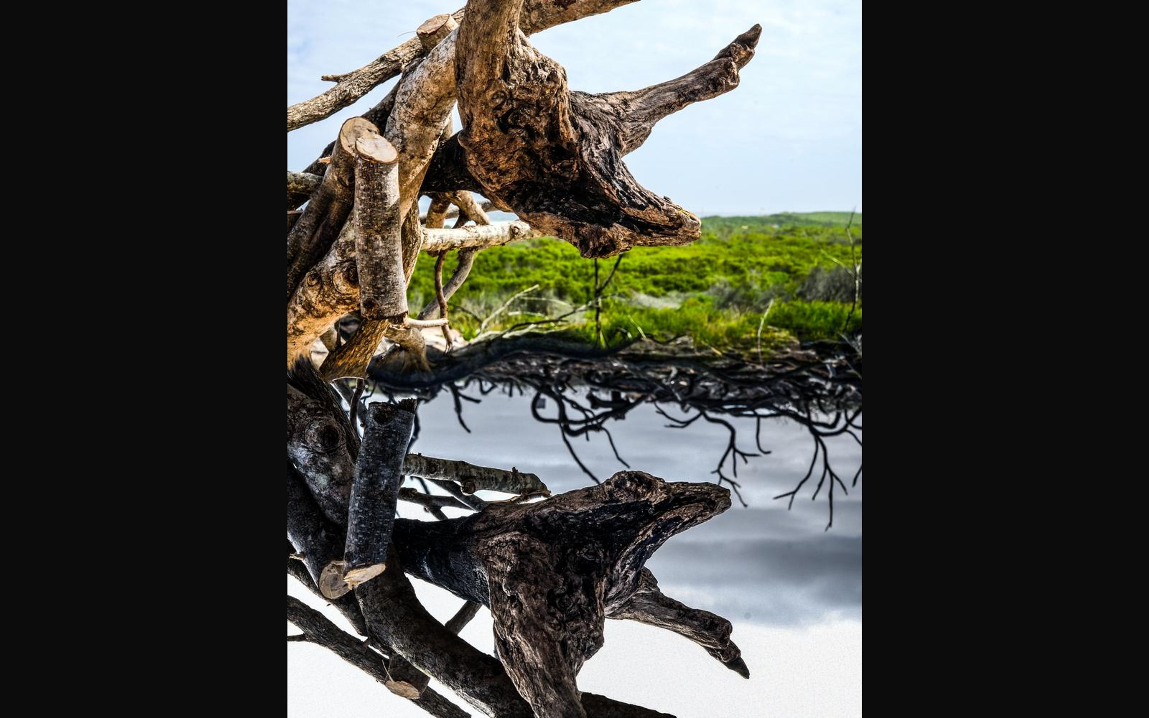 Pile of weathered wood and roots above its own mirrored upside-down reflection, green scrub and sky behind
