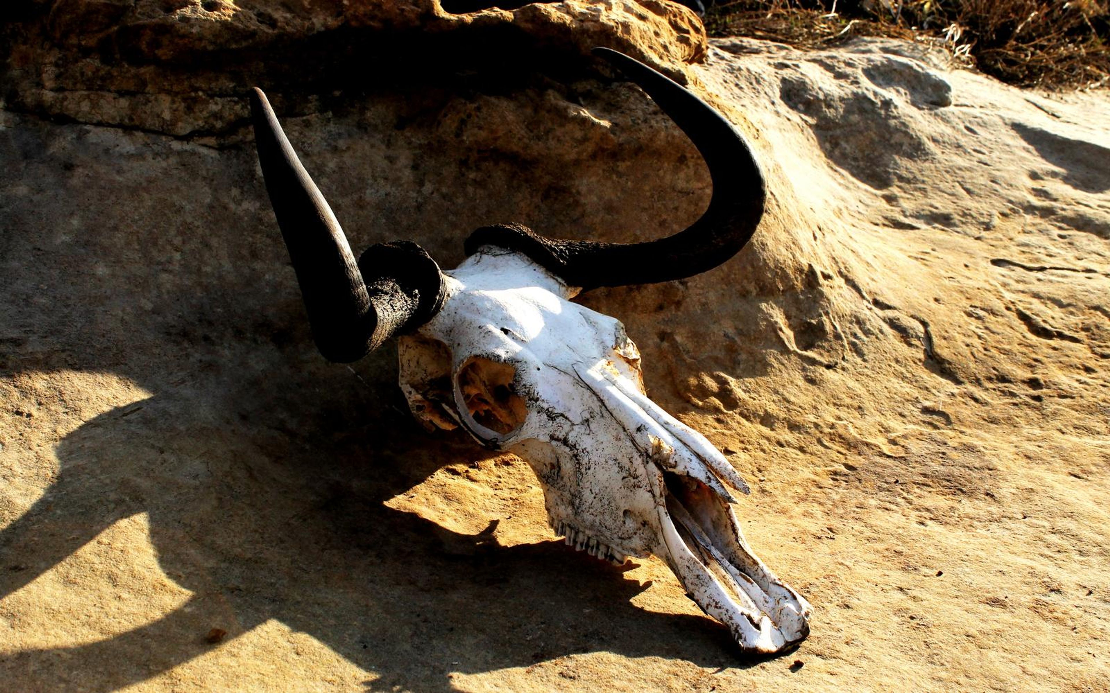 Wildebeest skull with long black horns lying on warm sandstone in hard sun