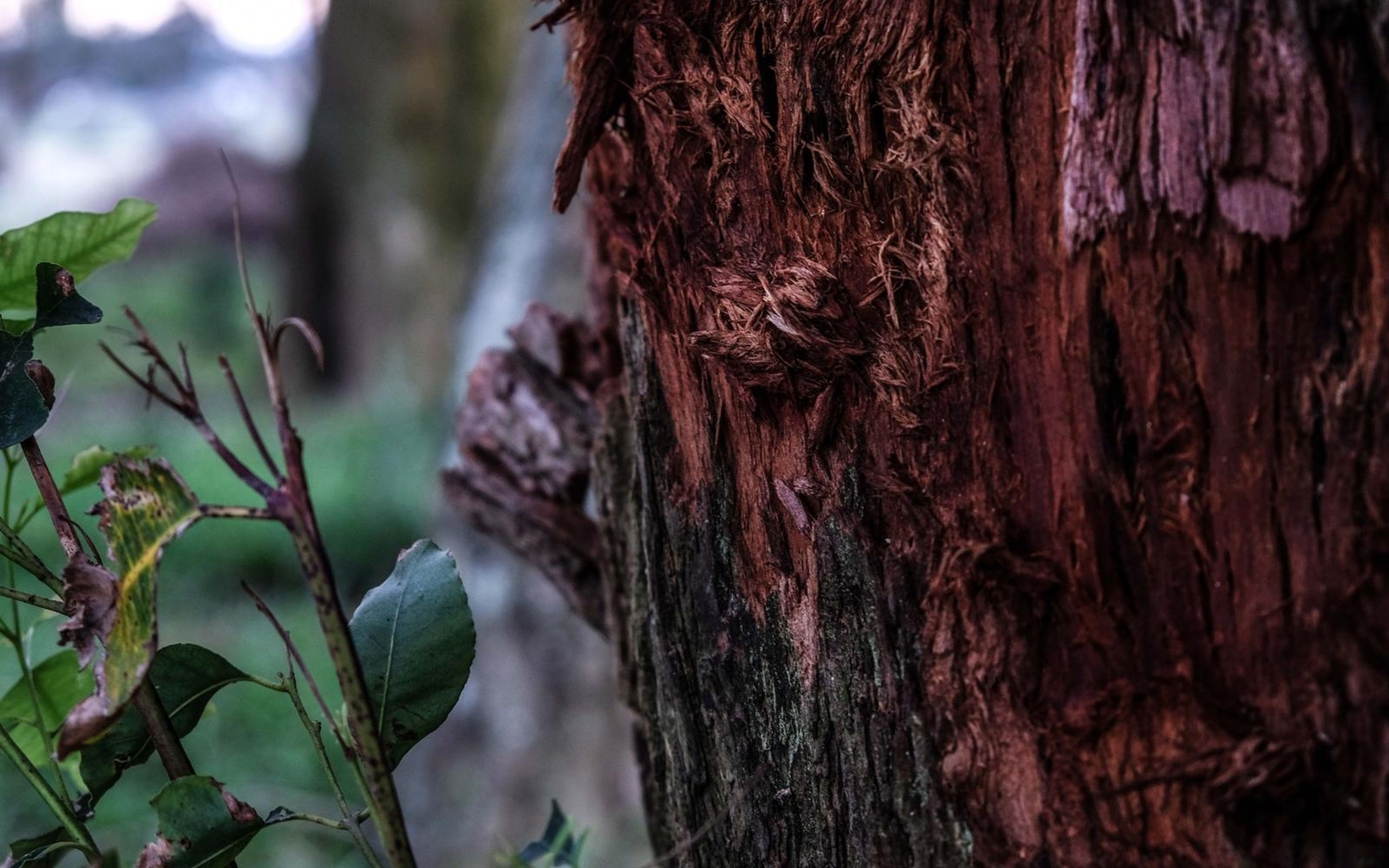 Splintered red-brown tree stump beside green leaves and a blurred woodland background