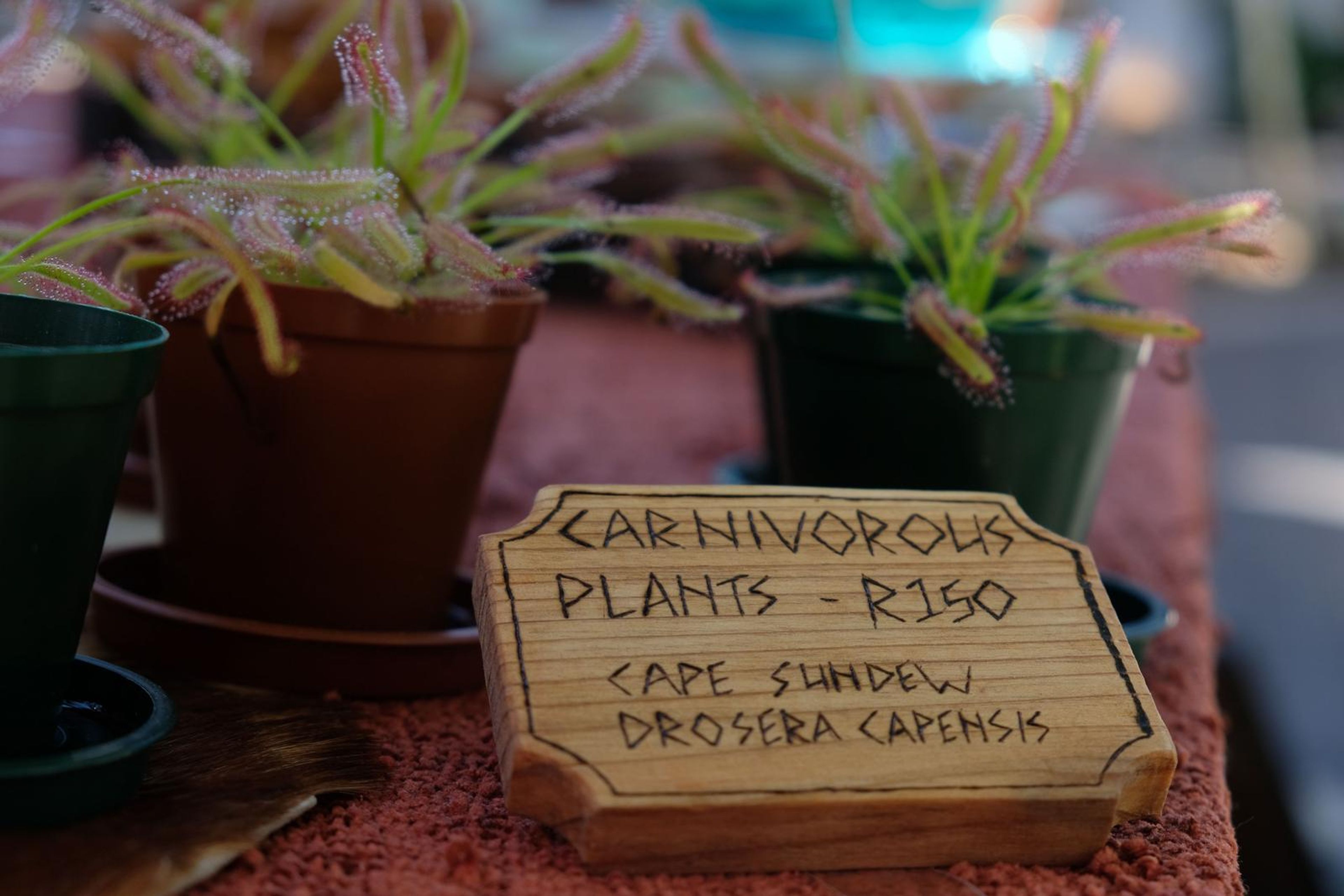 Potted carnivorous sundew plants beside a hand-lettered Carnivorous Plants sign