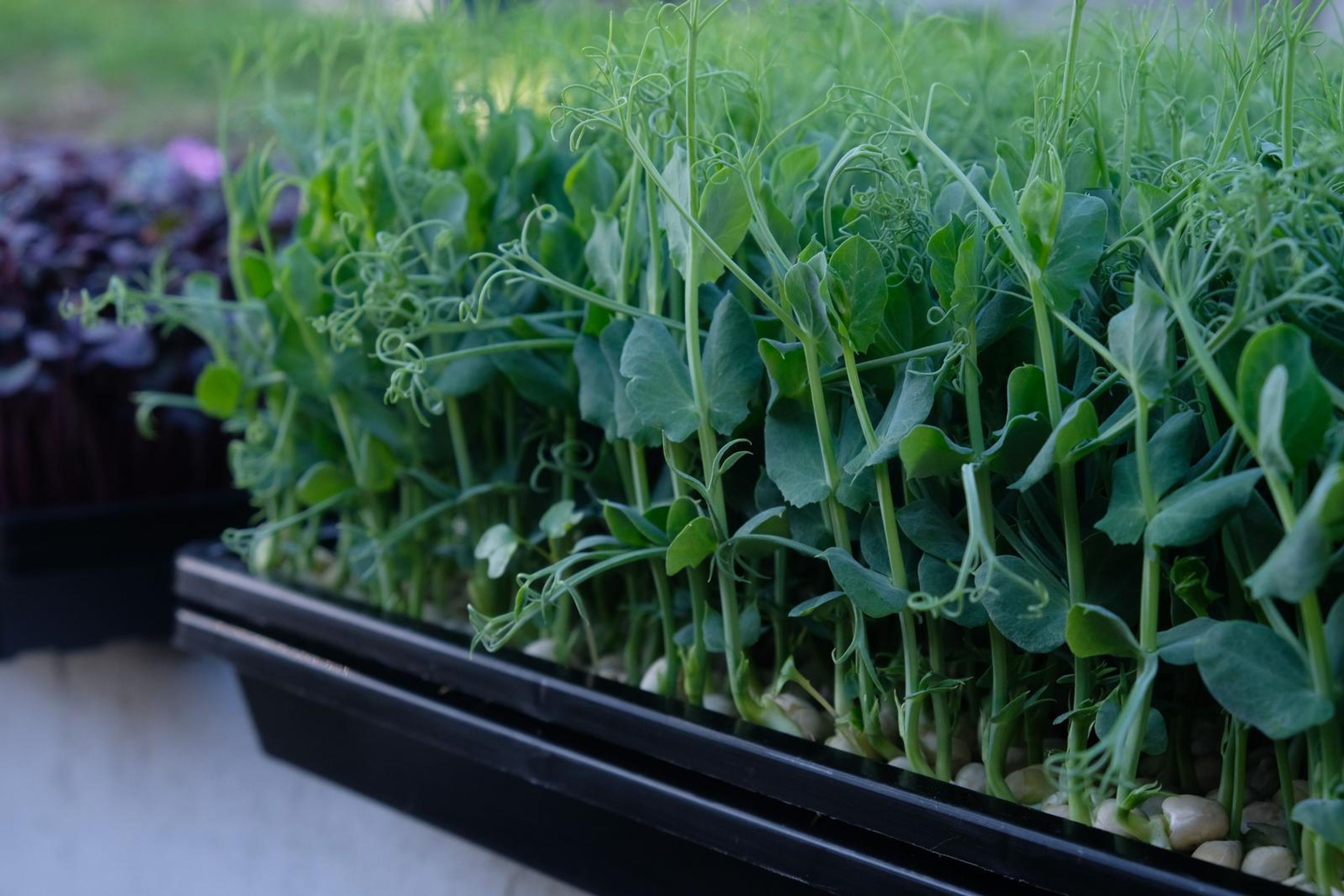 Dense pea shoots with curling tendrils beside a tray of purple micro greens