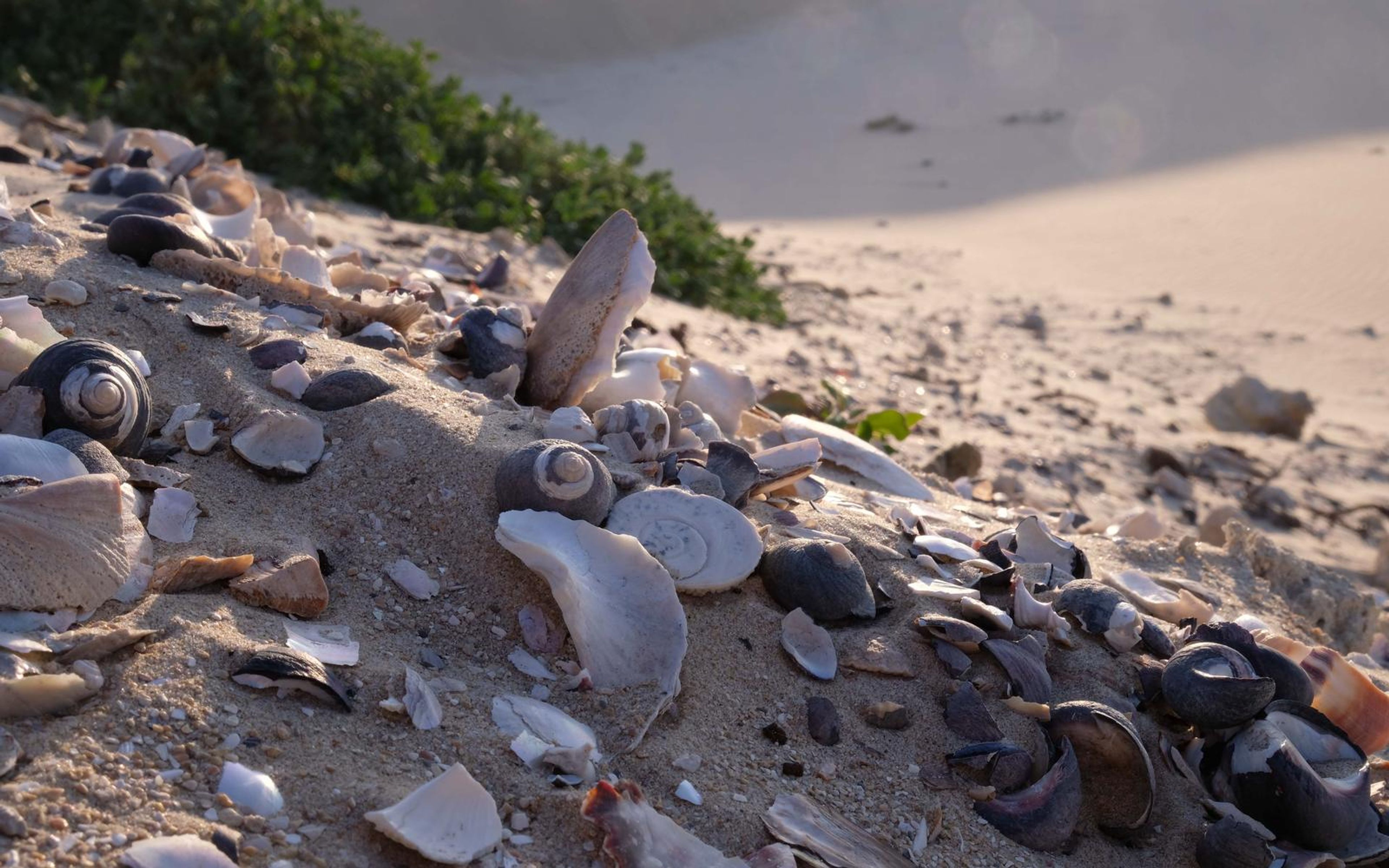 Broken shells piled among dune sand with green plants above
