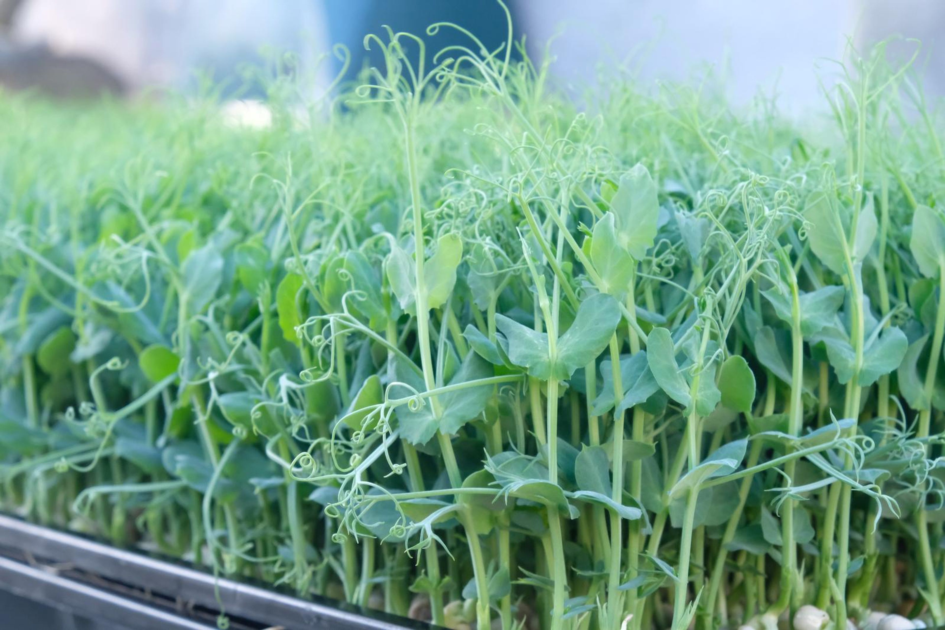 Close-up of tall pea shoots with curling tendrils in a tray