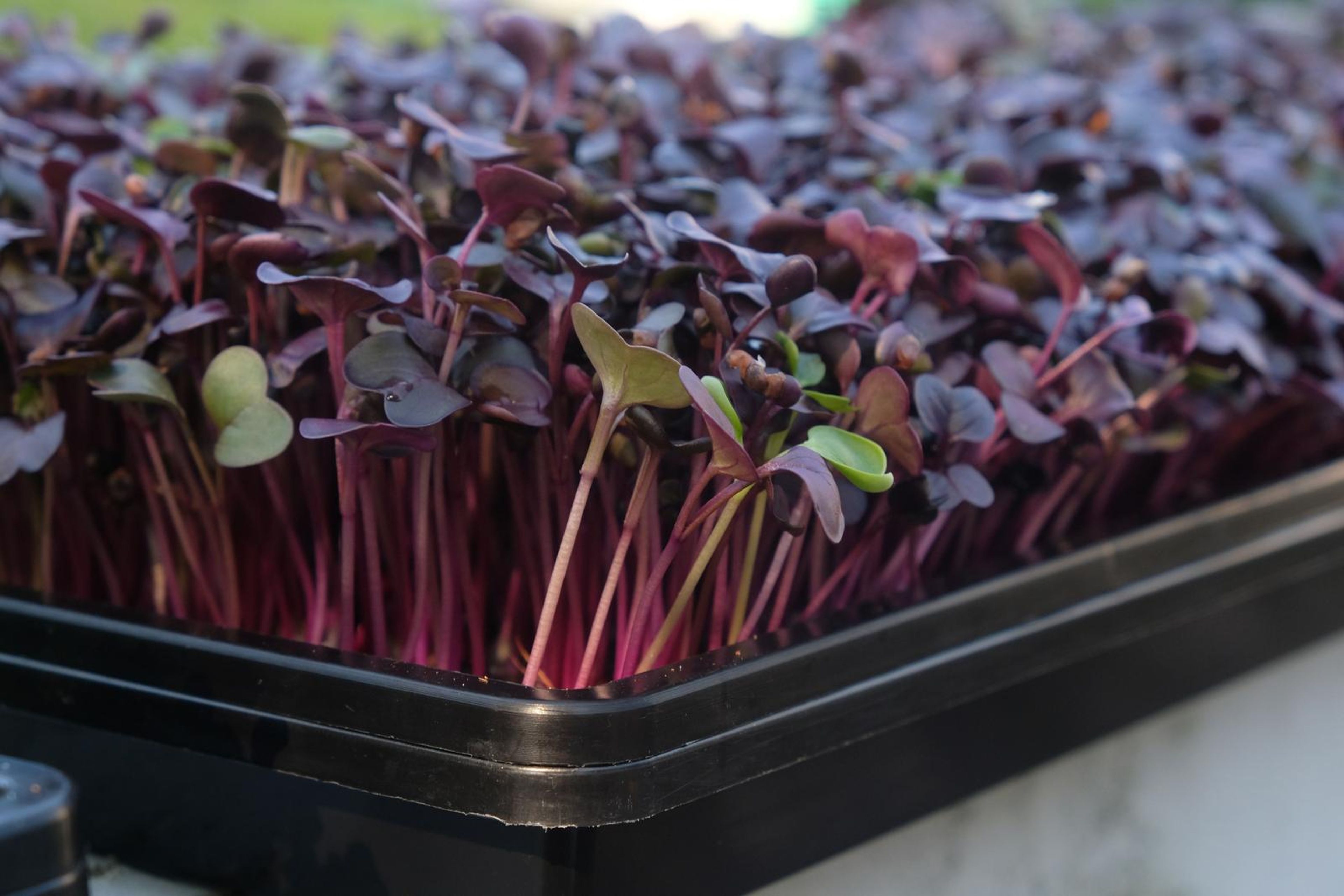Purple micro greens with bright pink stems in a black tray