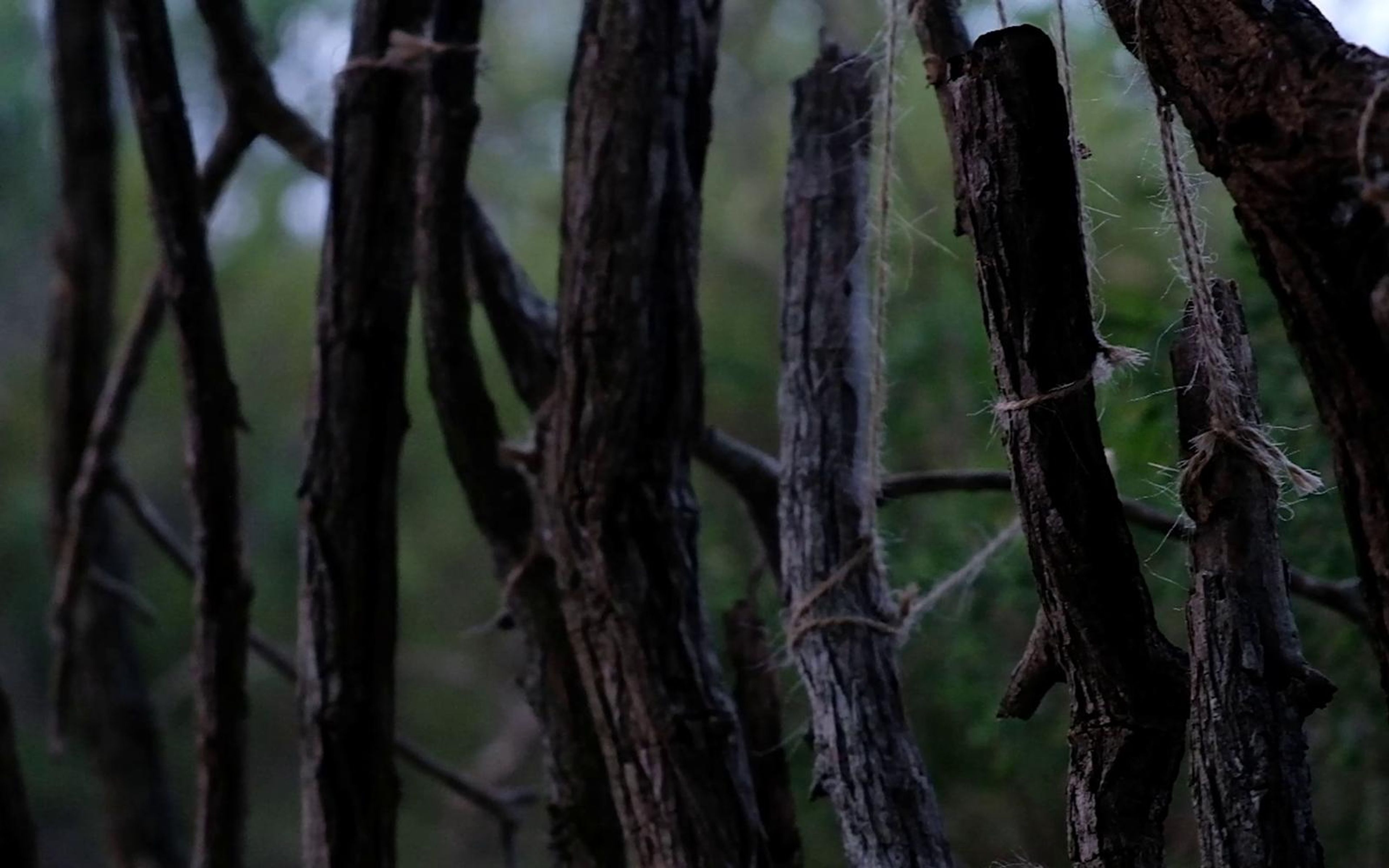 Row of upright dry sticks bound with twine inside the shelter