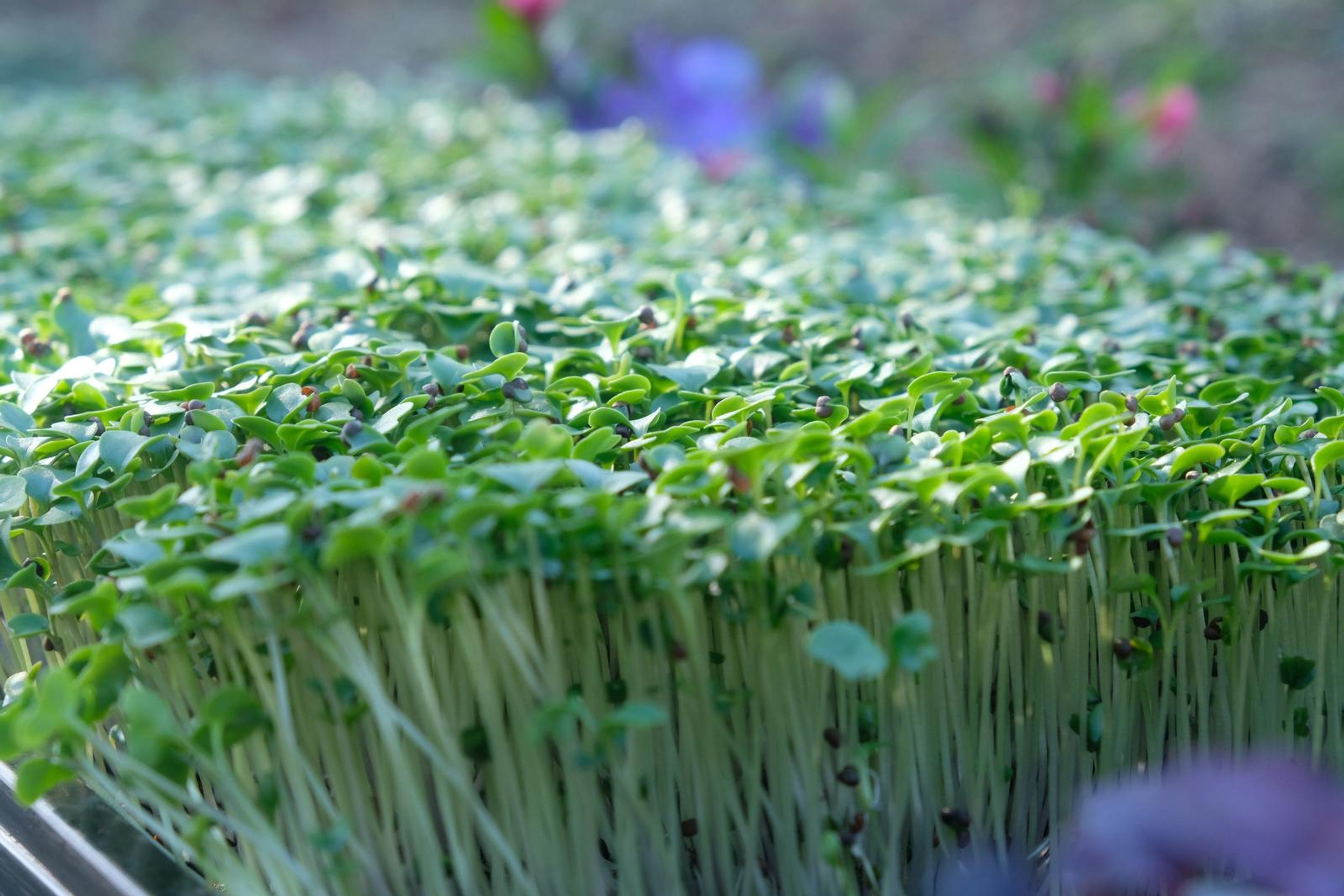 Dense green micro greens in a tray with purple flowers in the background