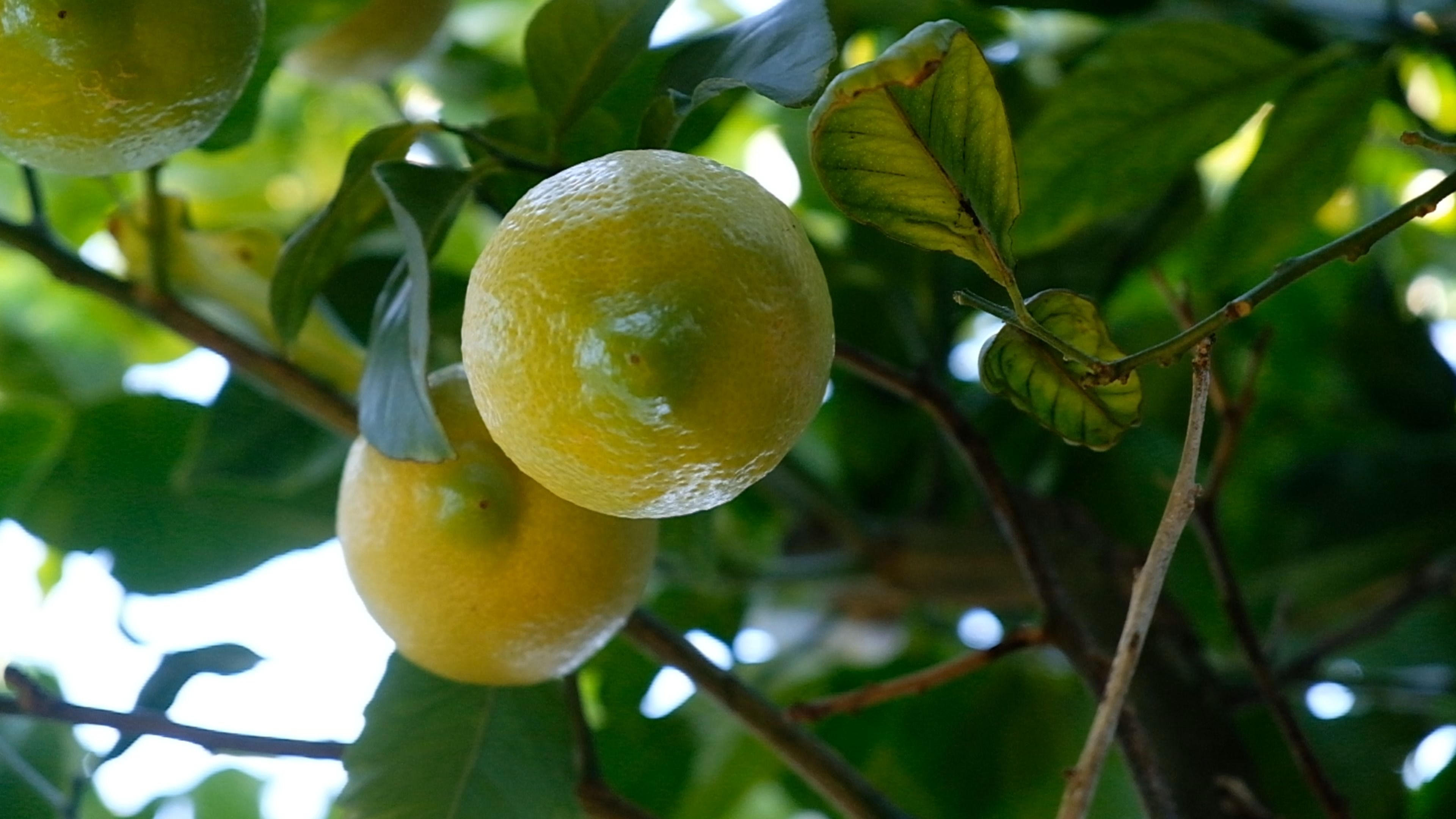 Lemons ripening on a tree among green leaves