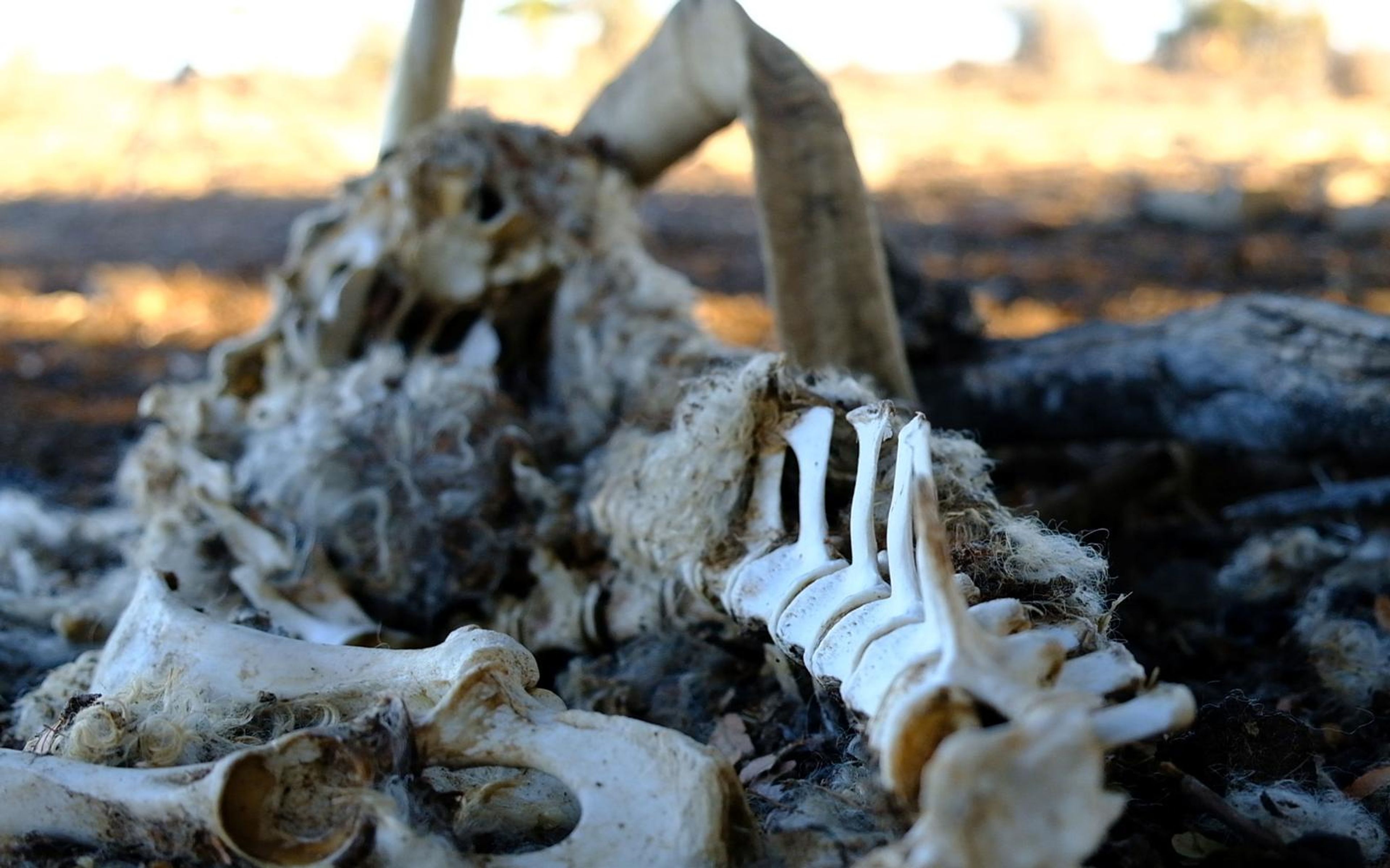 Scattered bones and a ribcage with dry fur on scorched ground, shallow focus, horns behind