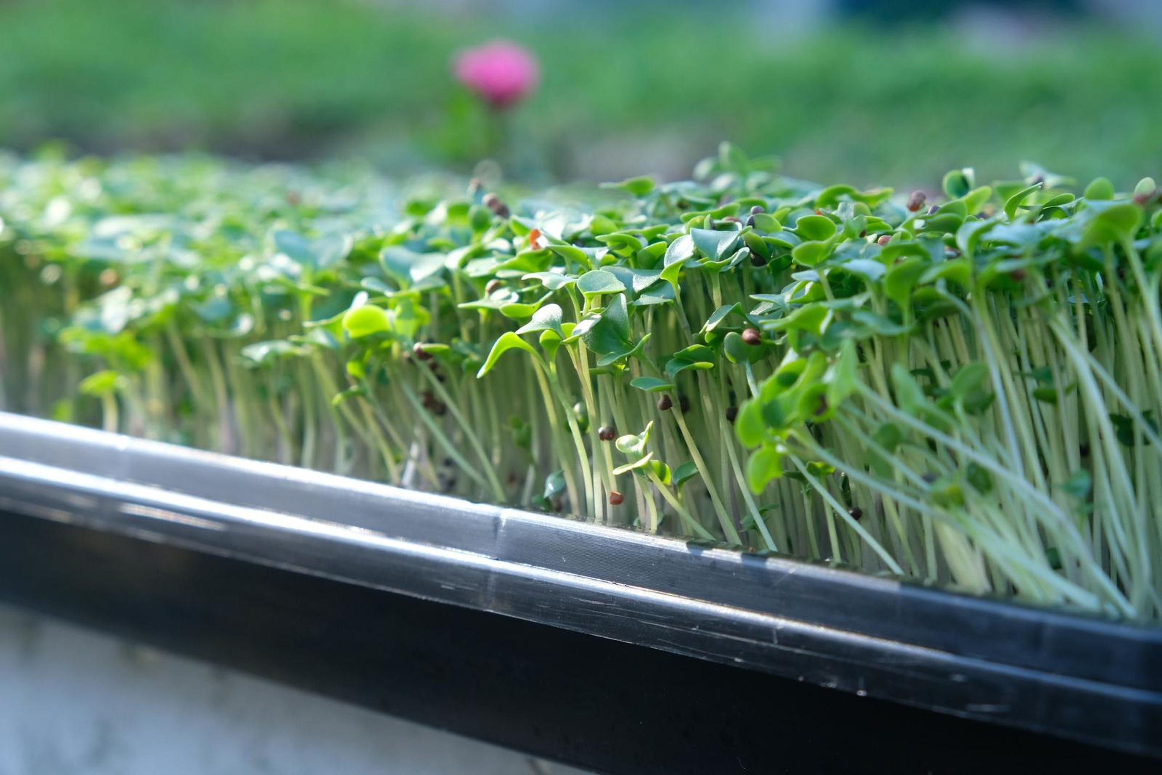Green micro greens with long pale stems in a tray with a pink flower behind